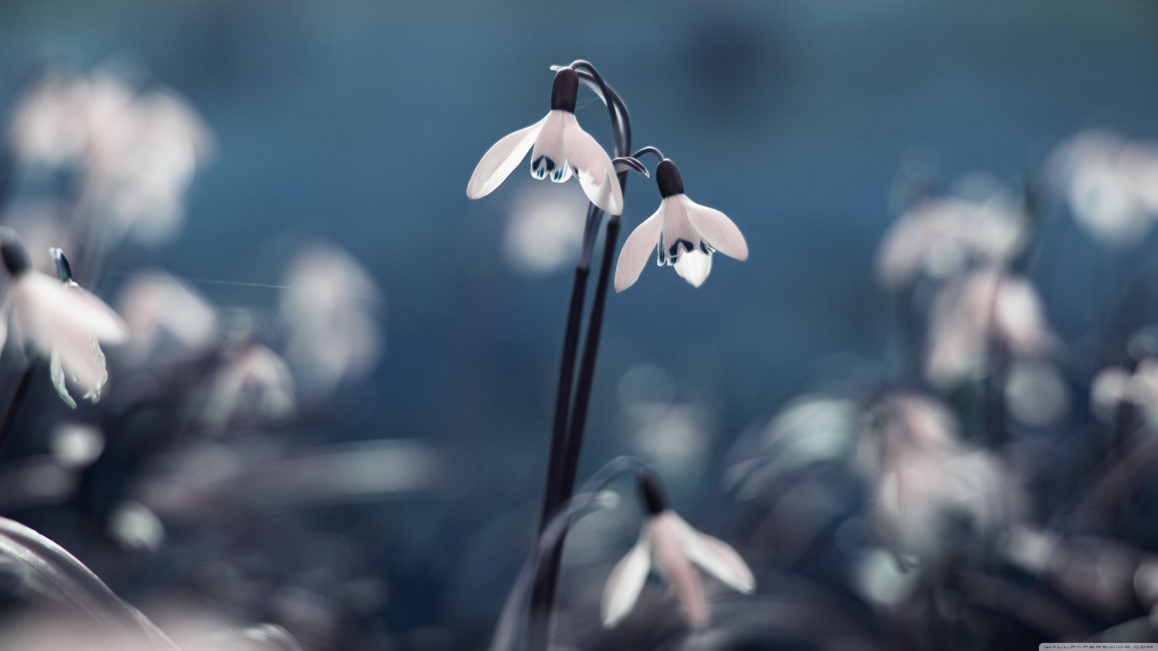 Close-up of delicate snowdrop flowers in soft focus HD Wallpaper