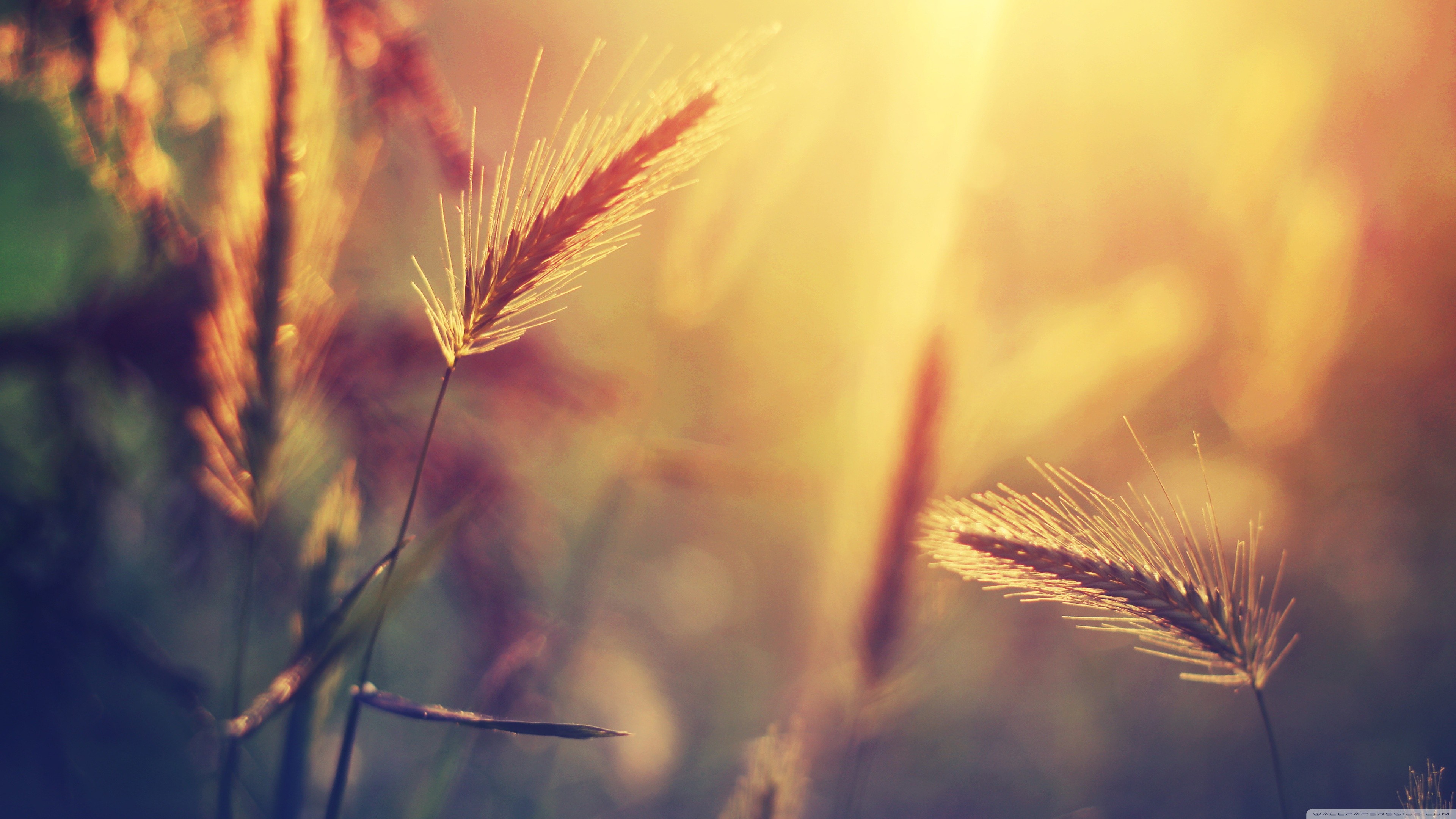 Wheat stalks in golden sunlight, macro photography HD Wallpaper