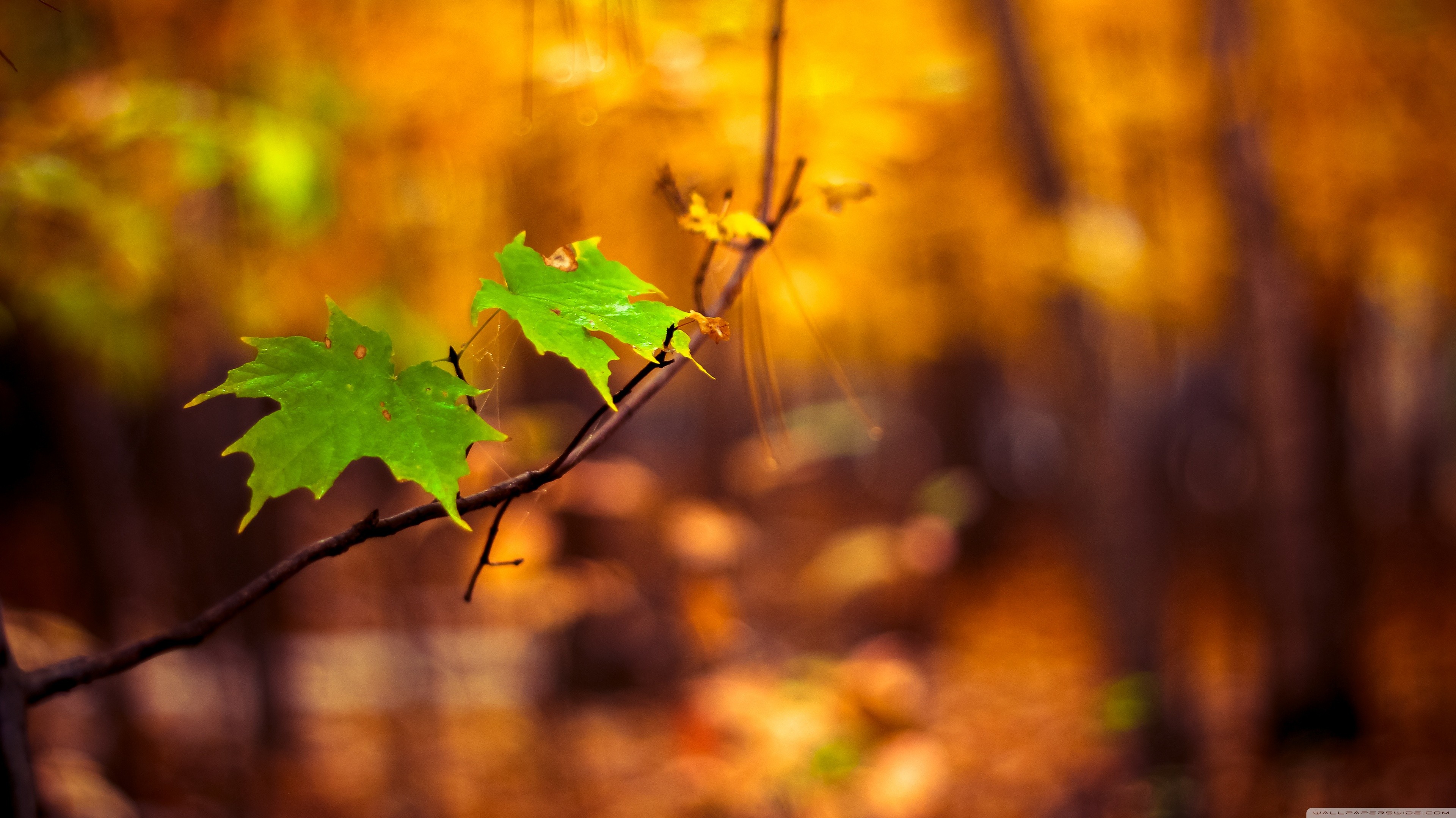 Green leaves on a branch in autumn forest HD Wallpaper