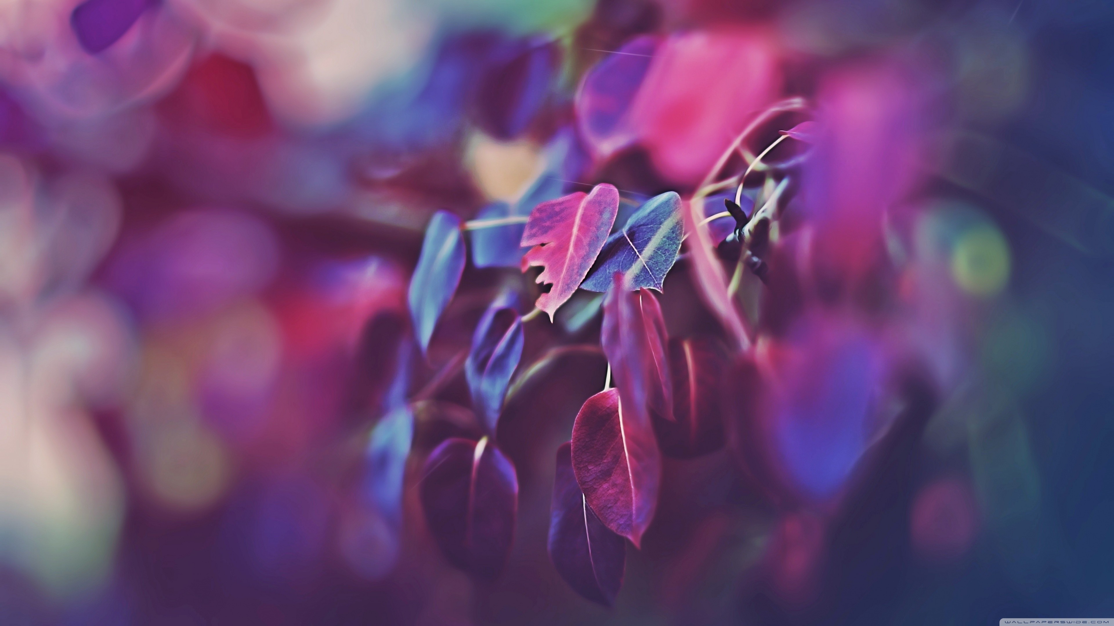 Macro shot of colorful leaves on a branch HD Wallpaper