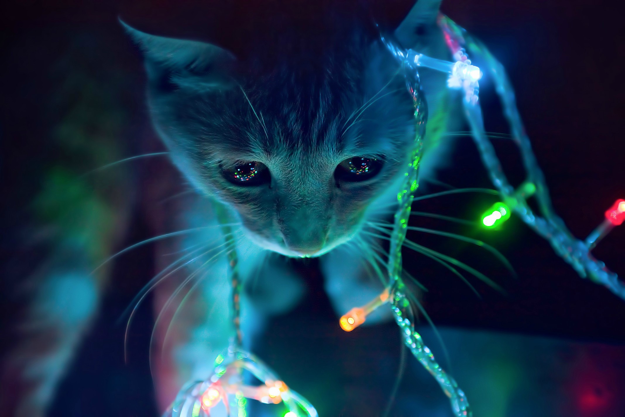 Kitten surrounded by colorful Christmas lights HD Wallpaper