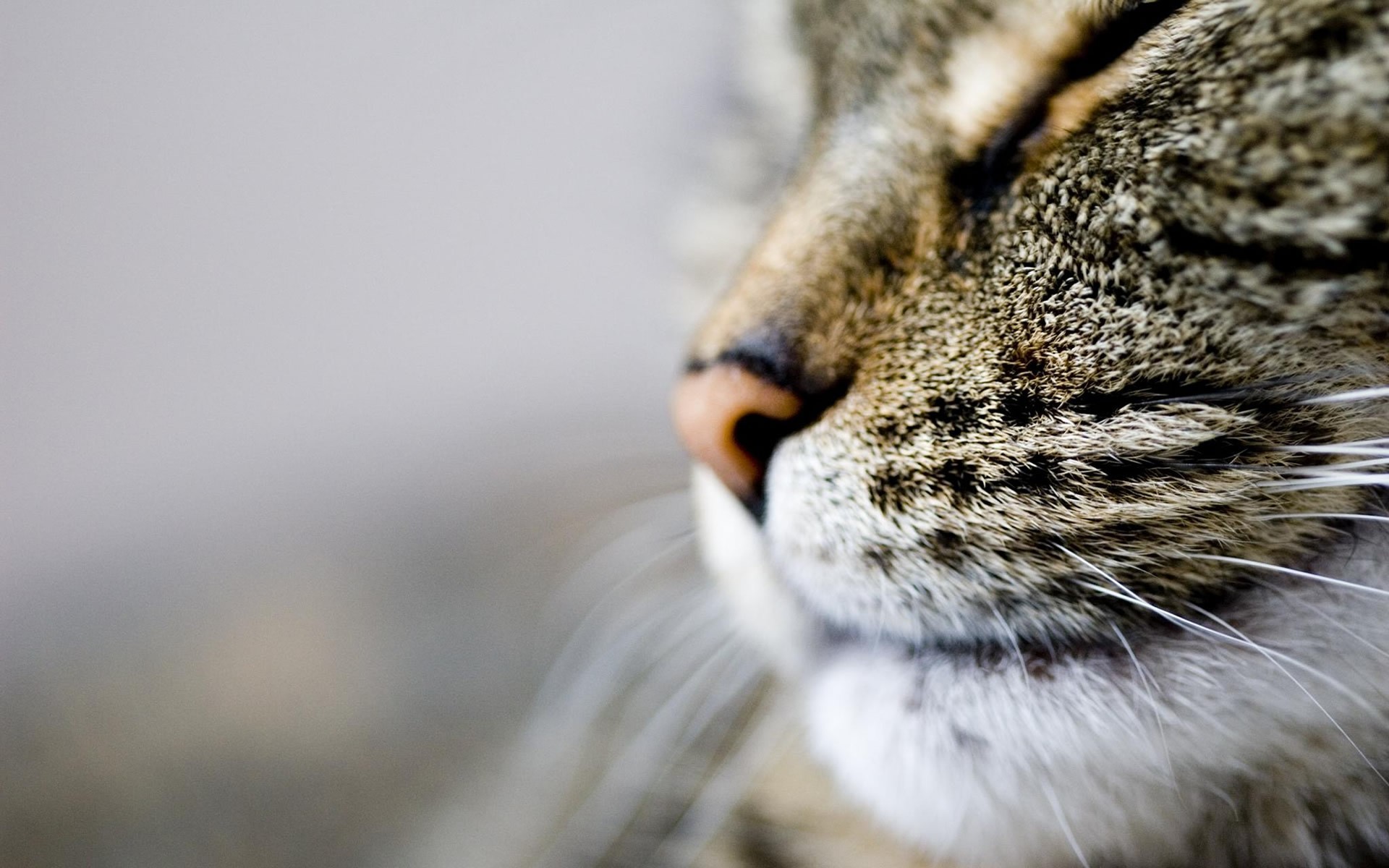 Close-up macro shot of a tabby cat's face HD Wallpaper