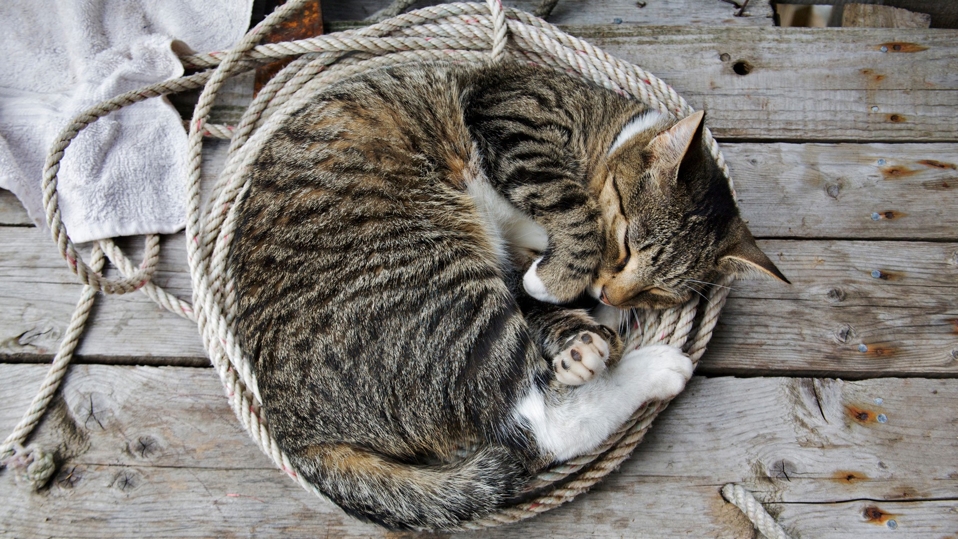 Tabby cat sleeping curled up in a rope HD Wallpaper