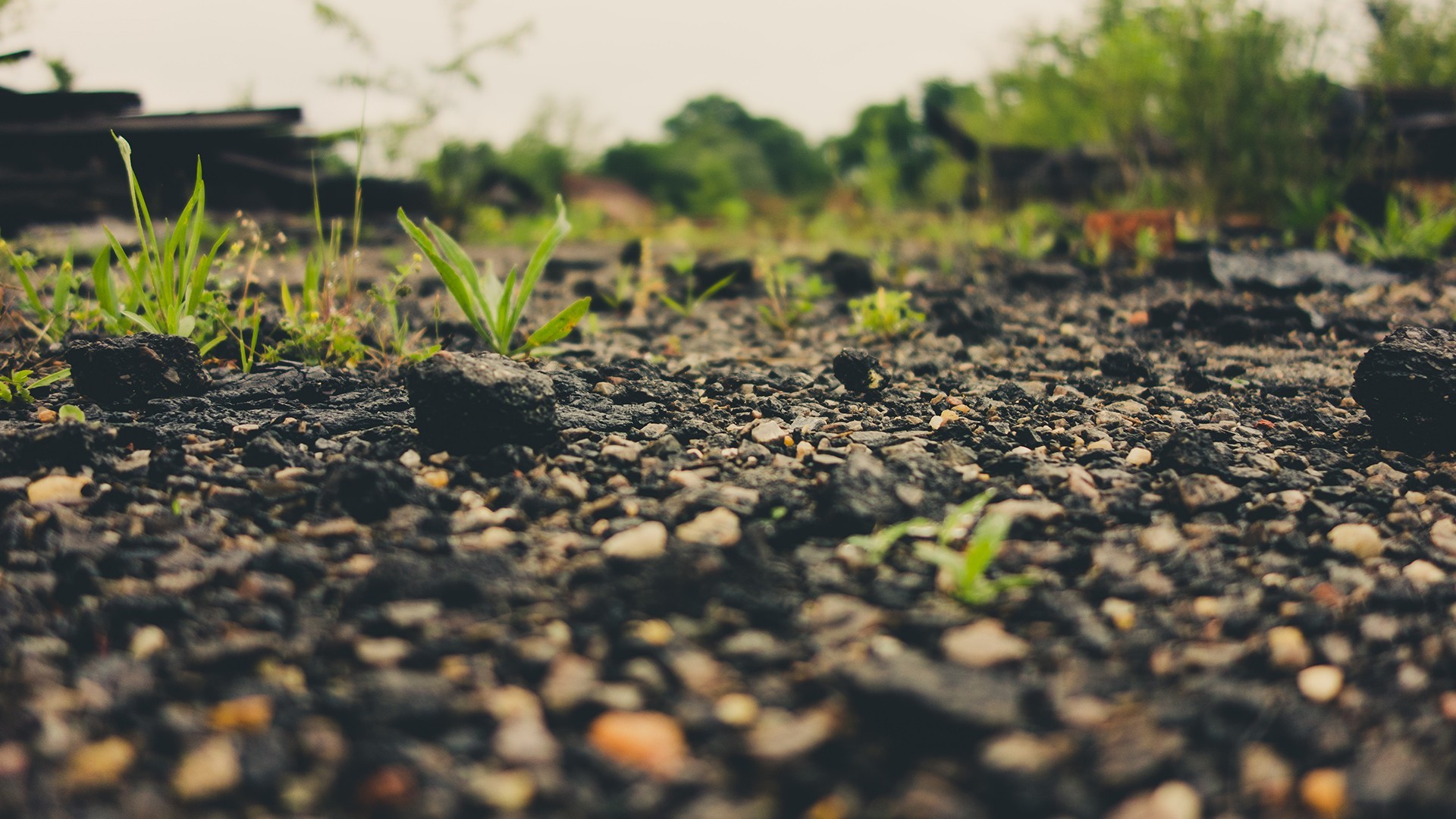 Close-up of gravel and small green plants HD Wallpaper
