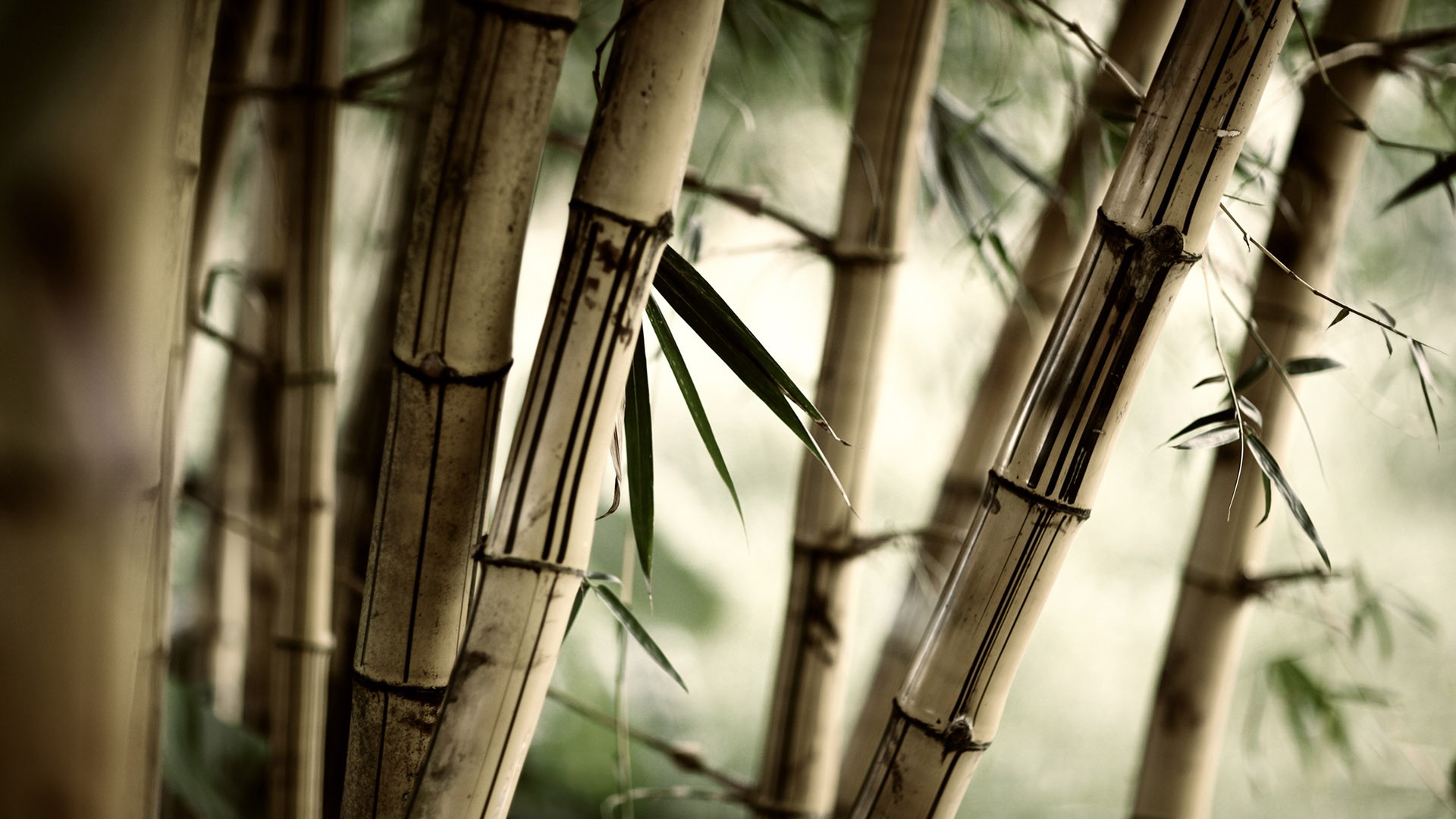 Close-up of bamboo stalks with shallow depth of field HD Wallpaper