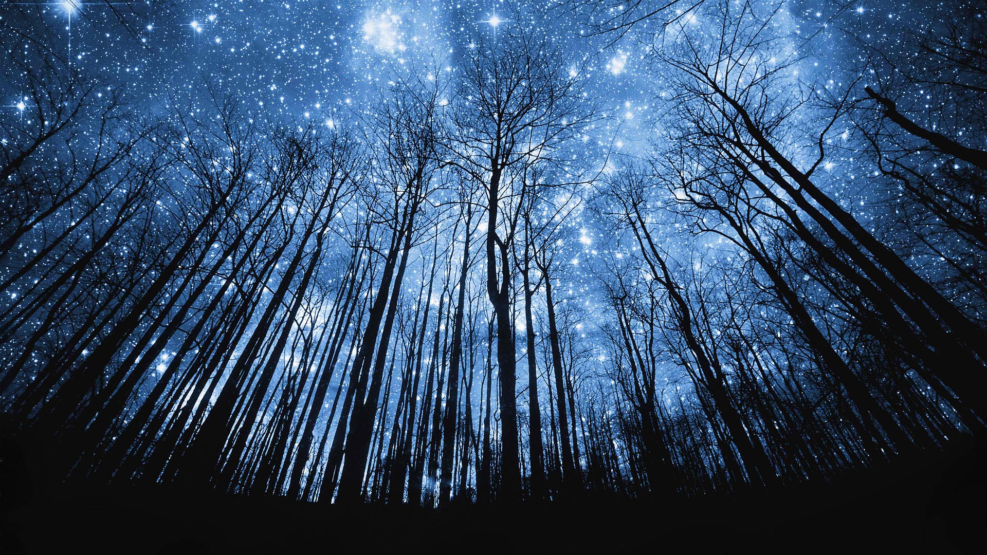 Bare trees against a starry night sky HD Wallpaper