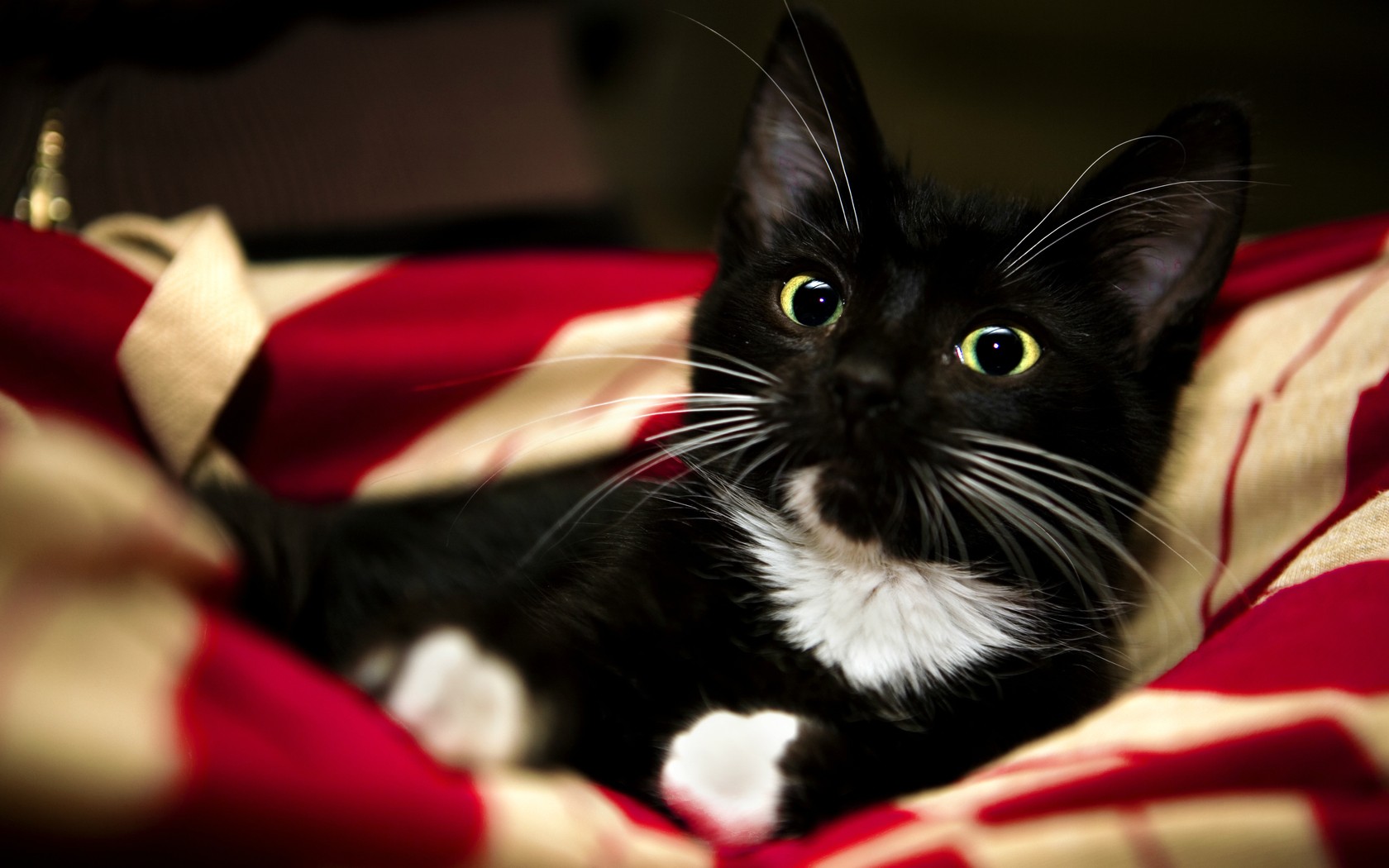 Black cat with white chest and paws HD Wallpaper