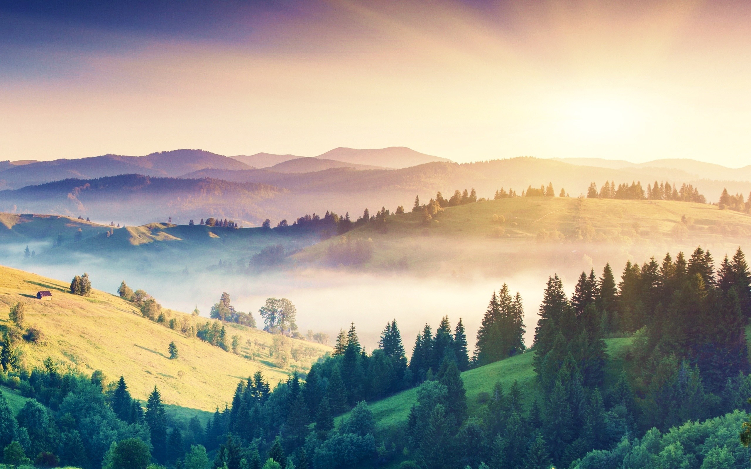 Misty mountain landscape with evergreen forest at sunrise HD Wallpaper