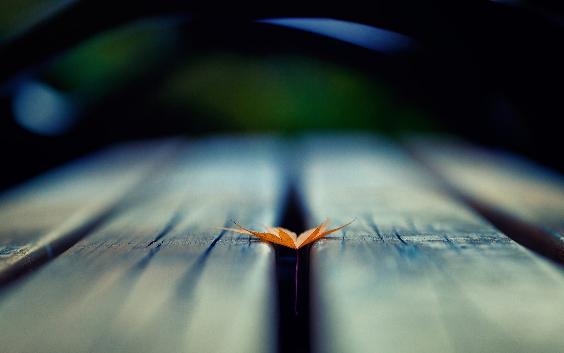 A single fallen leaf on a wooden surface HD Wallpaper