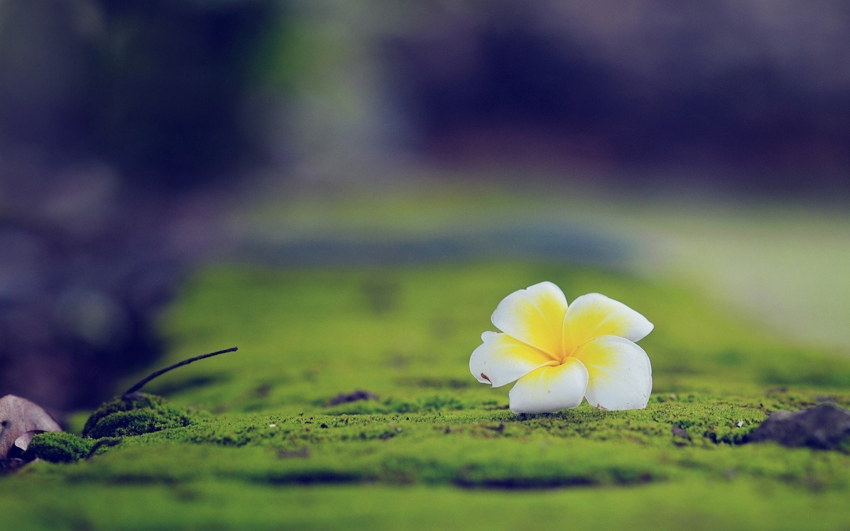 White and yellow Plumeria flower on moss HD Wallpaper