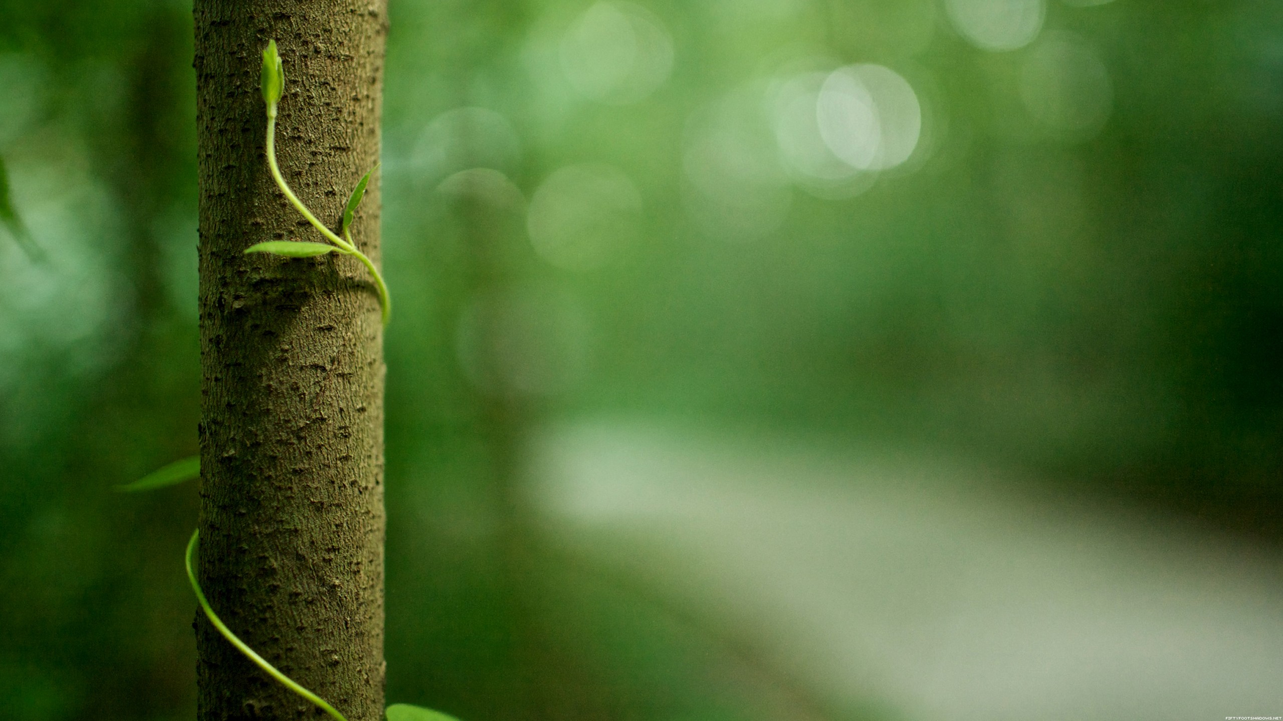 Vine growing on a tree trunk in a forest HD Wallpaper