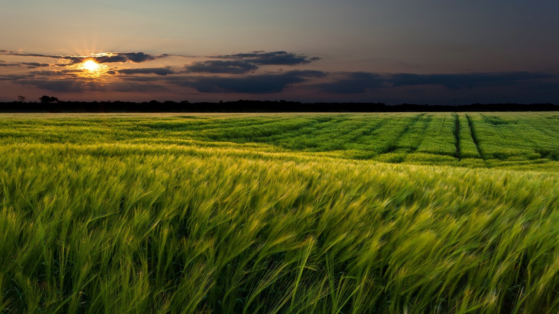 Field of green crops at sunset HD Wallpaper