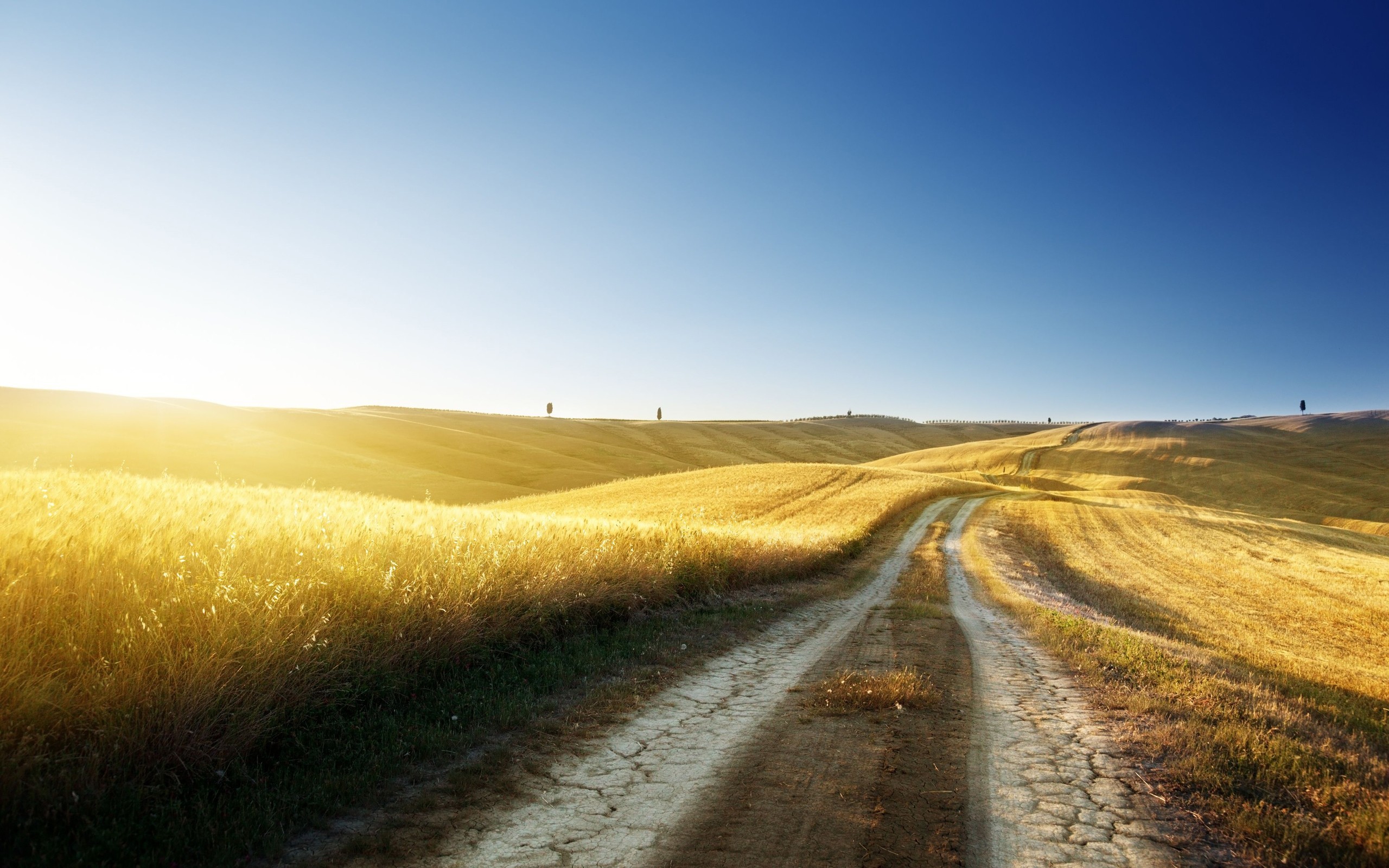 Dirt road through golden fields under a clear blue sky HD Wallpaper