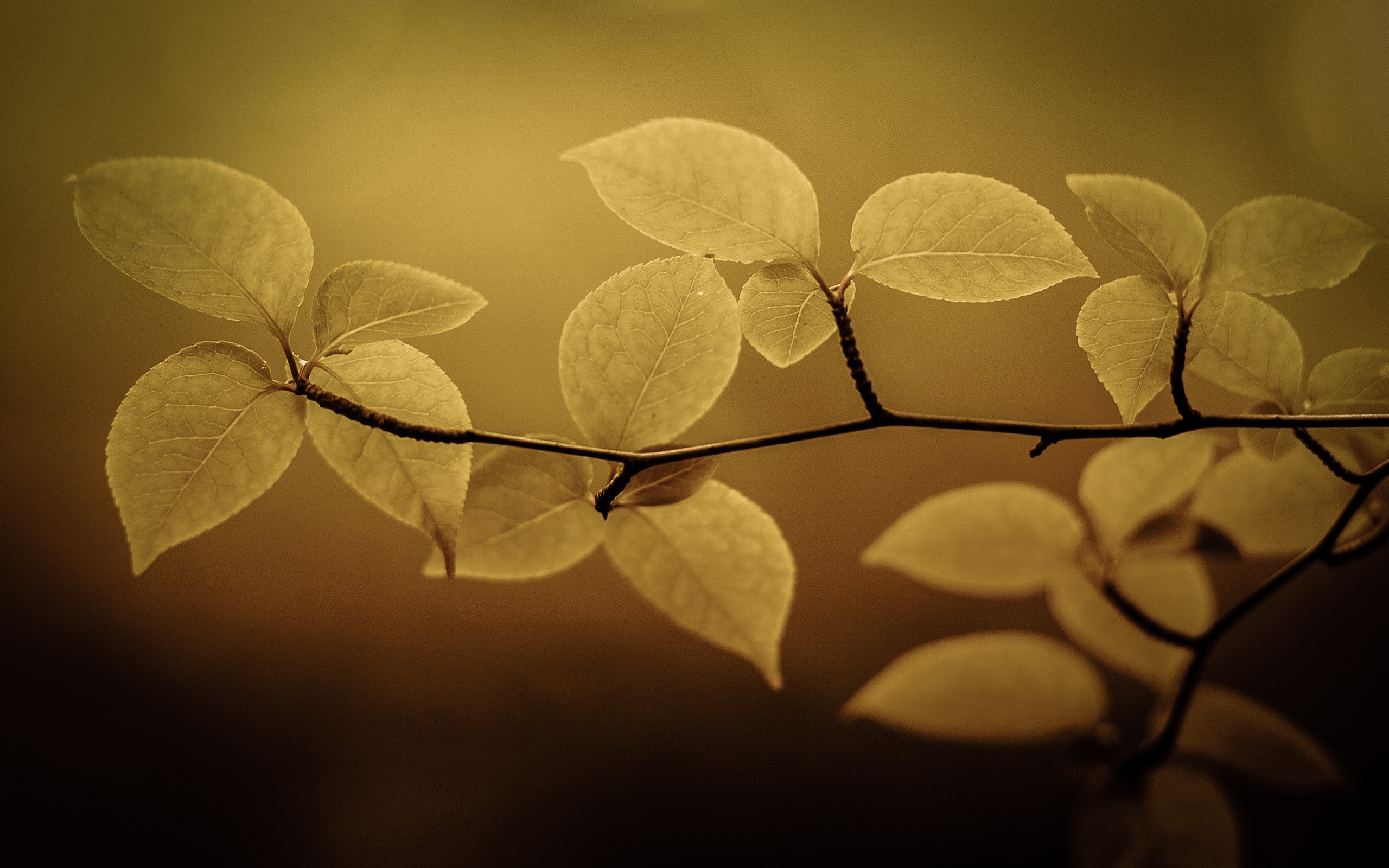 Close-up of a branch with yellow leaves HD Wallpaper