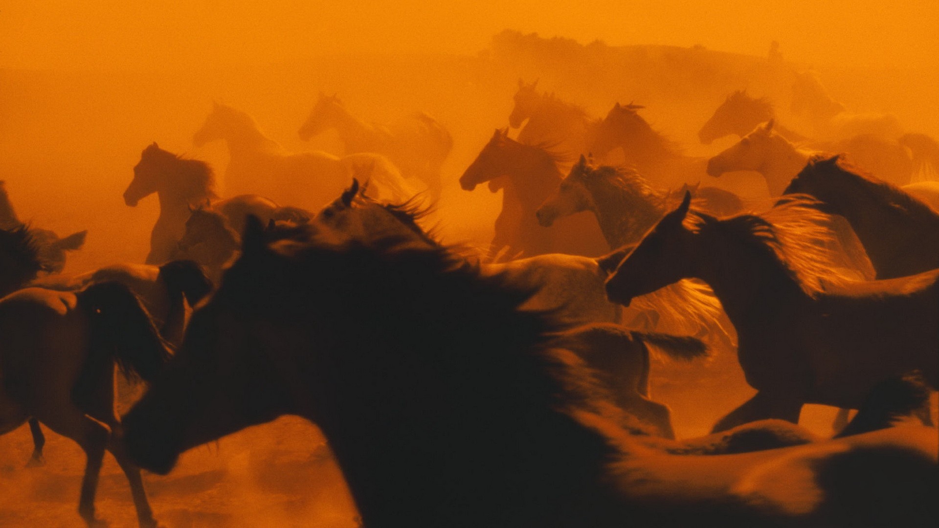 A herd of horses running through dust at sunset HD Wallpaper