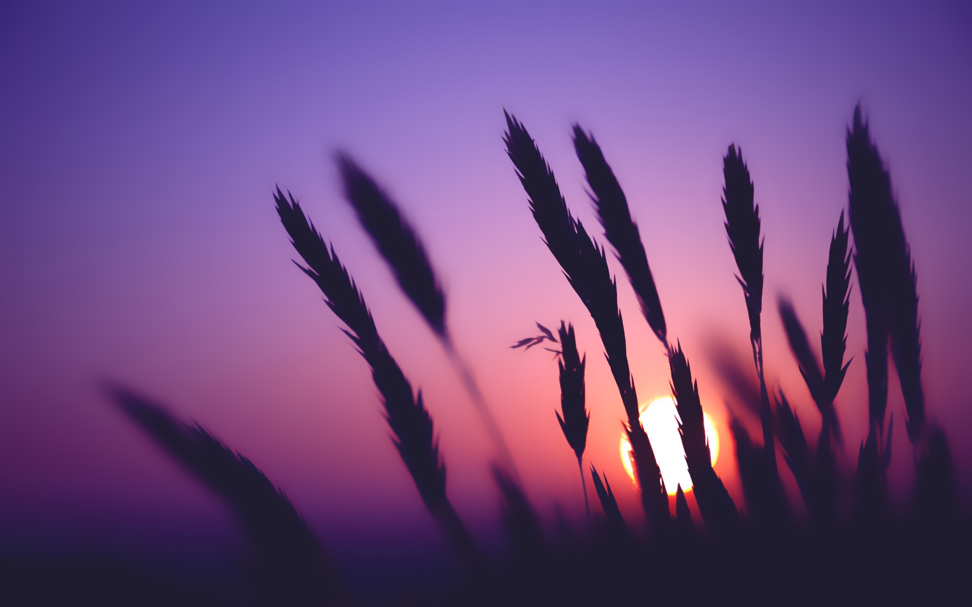Silhouette of grass against a purple sunset HD Wallpaper
