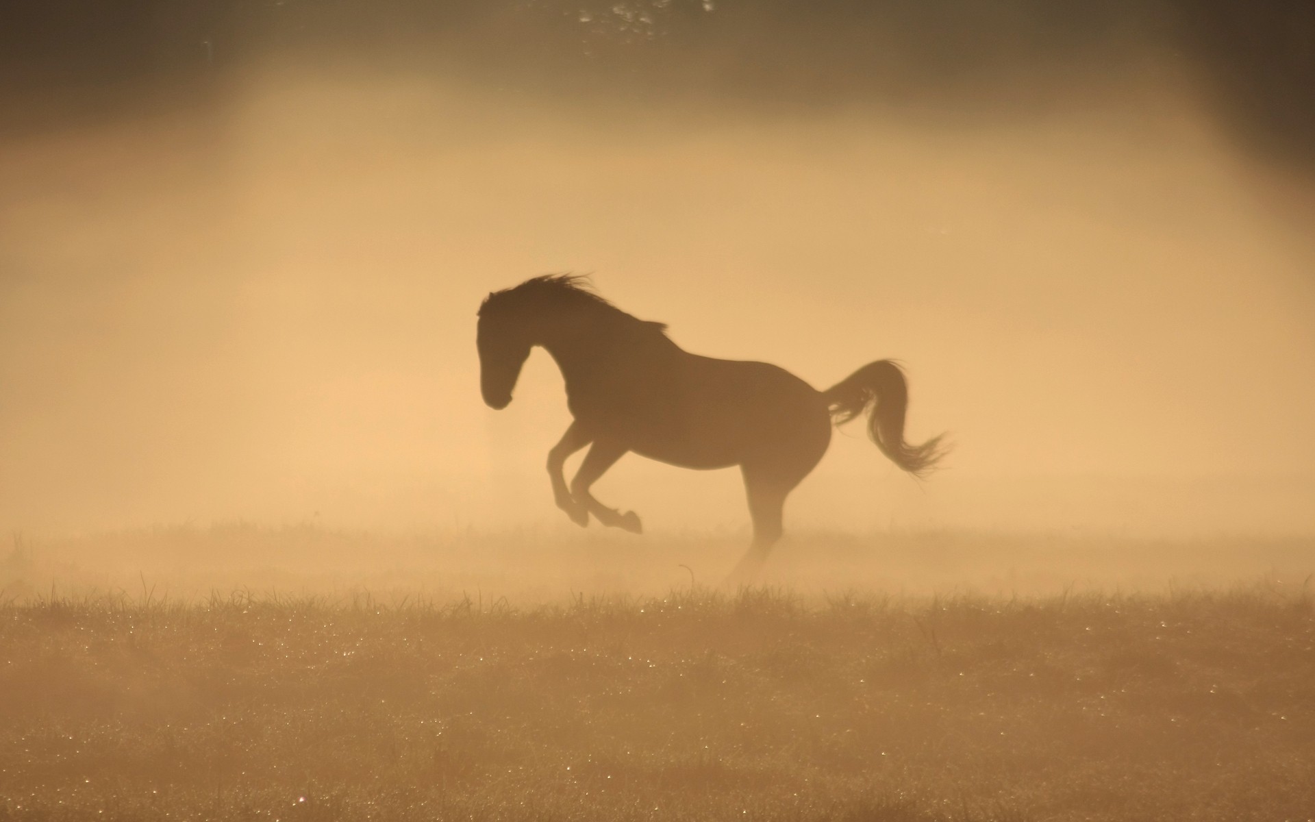 Silhouette of a horse running in the mist HD Wallpaper