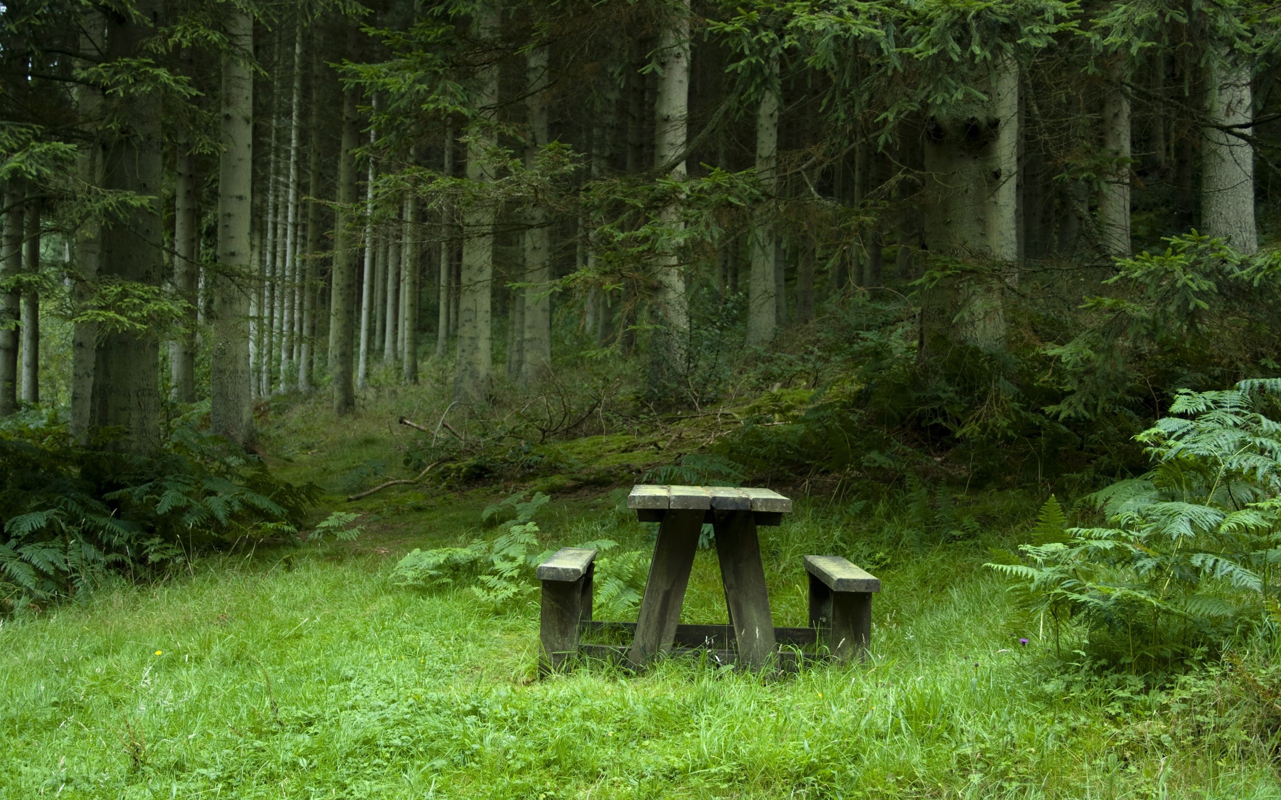 Wooden picnic table and benches in a forest HD Wallpaper