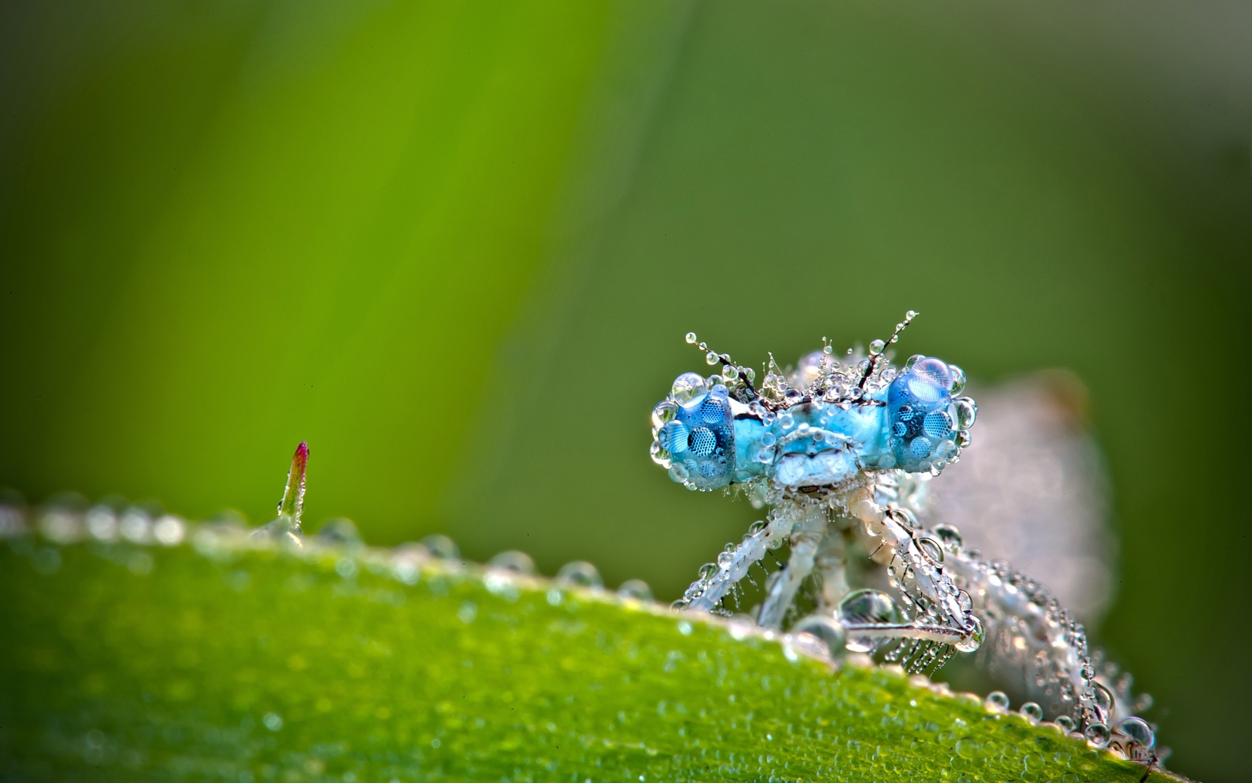 Close-up of a damselfly covered in water drops HD Wallpaper