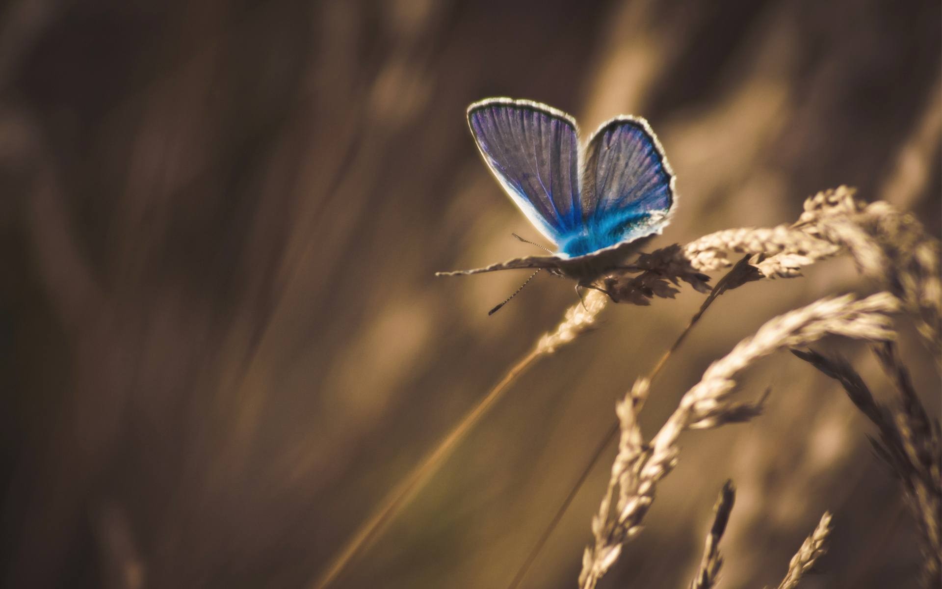 Blue butterfly on a wheat stalk in soft focus HD Wallpaper