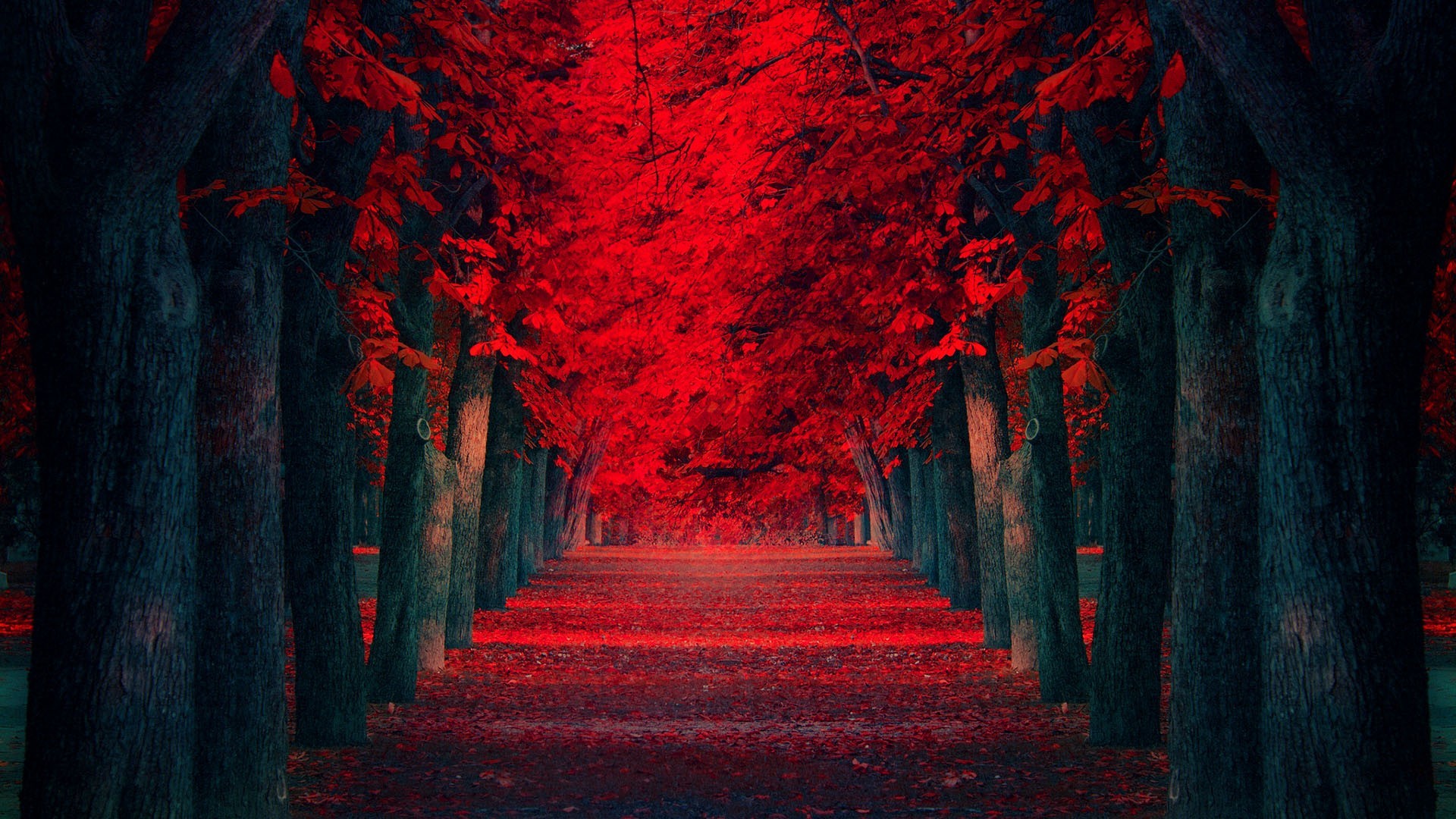 A pathway lined with trees and red leaves HD Wallpaper
