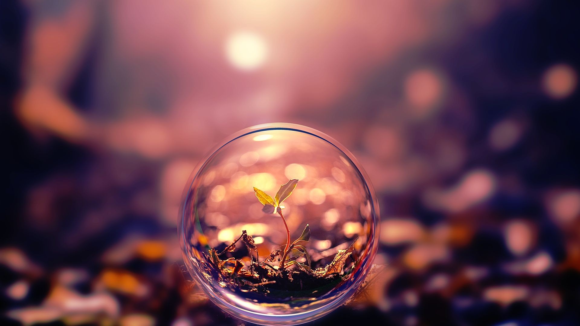 A small plant grows inside a glass sphere HD Wallpaper