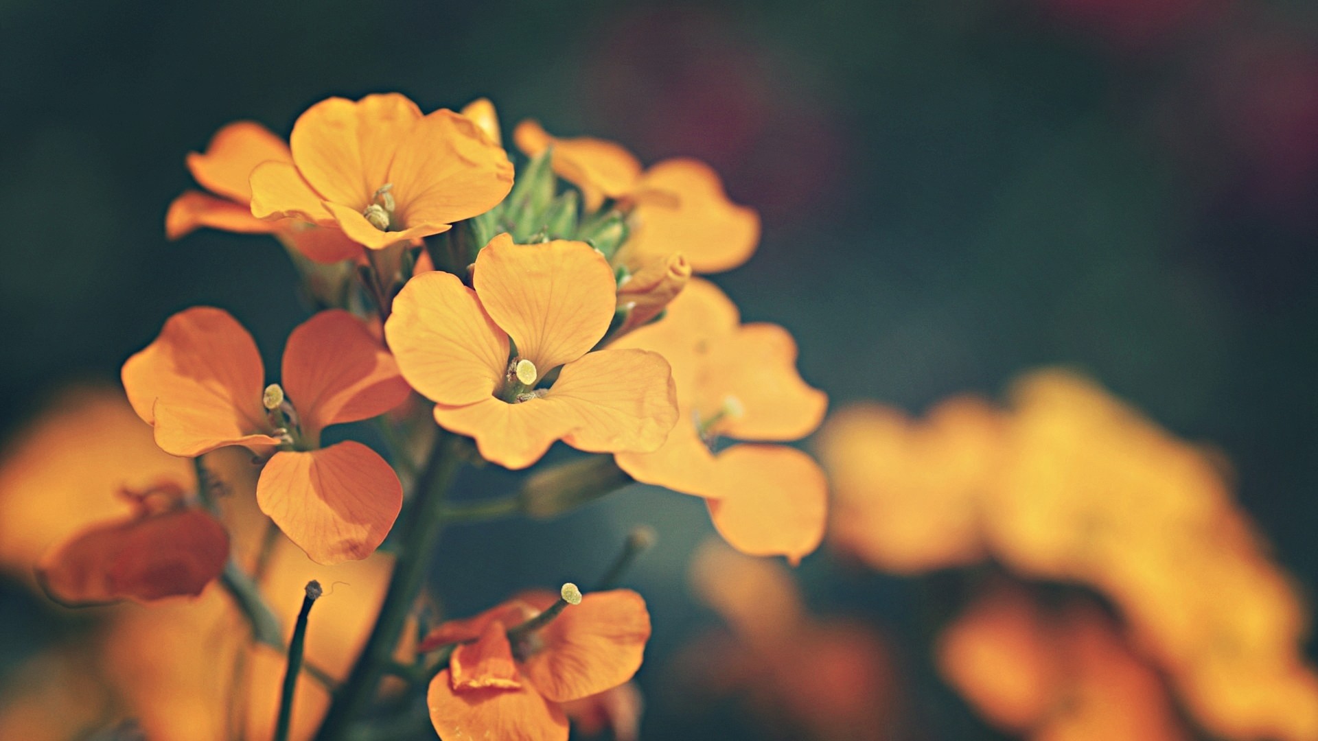 Close-up of orange flowers with dark background HD Wallpaper