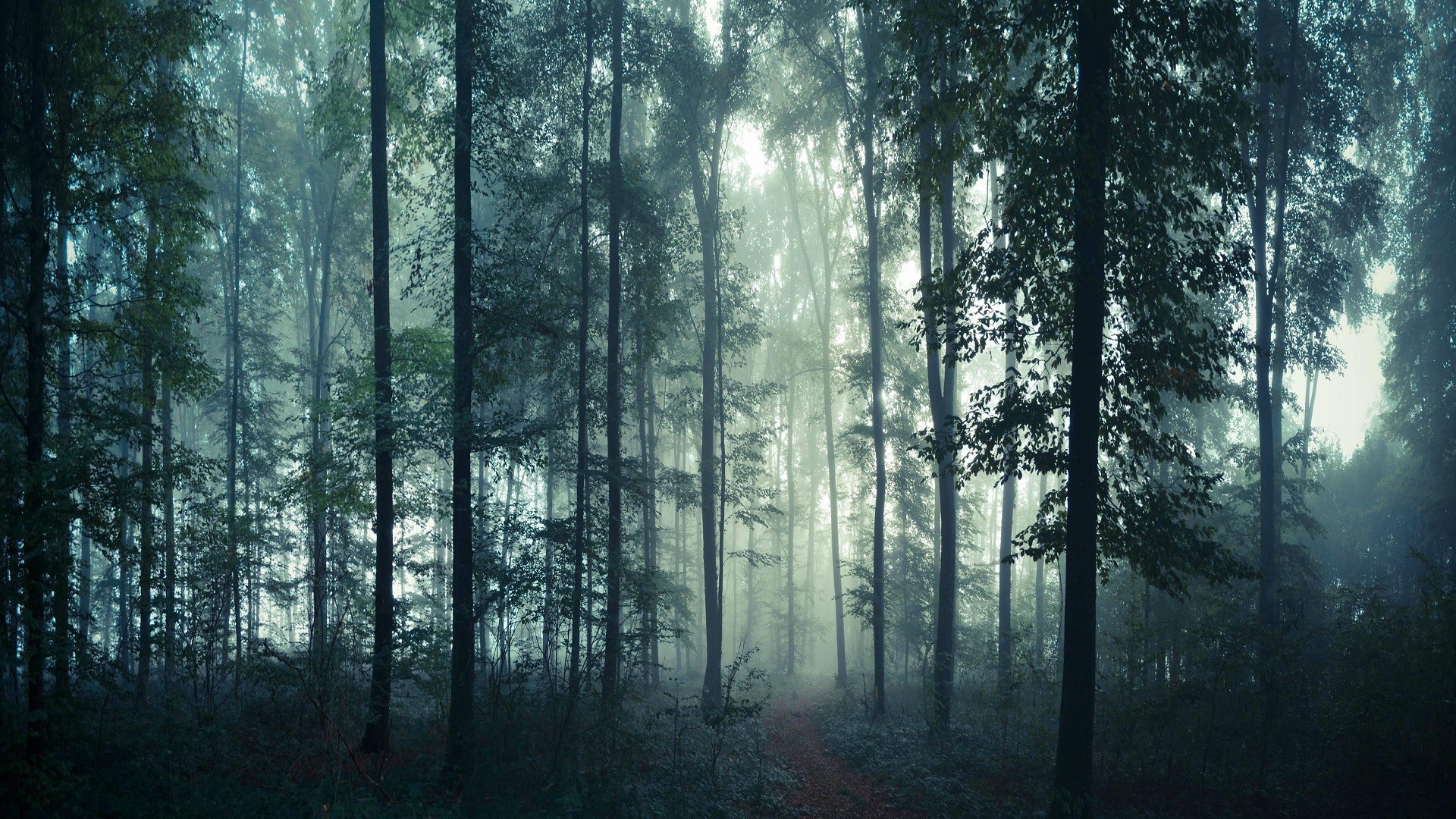 Misty forest with tall trees and a path HD Wallpaper