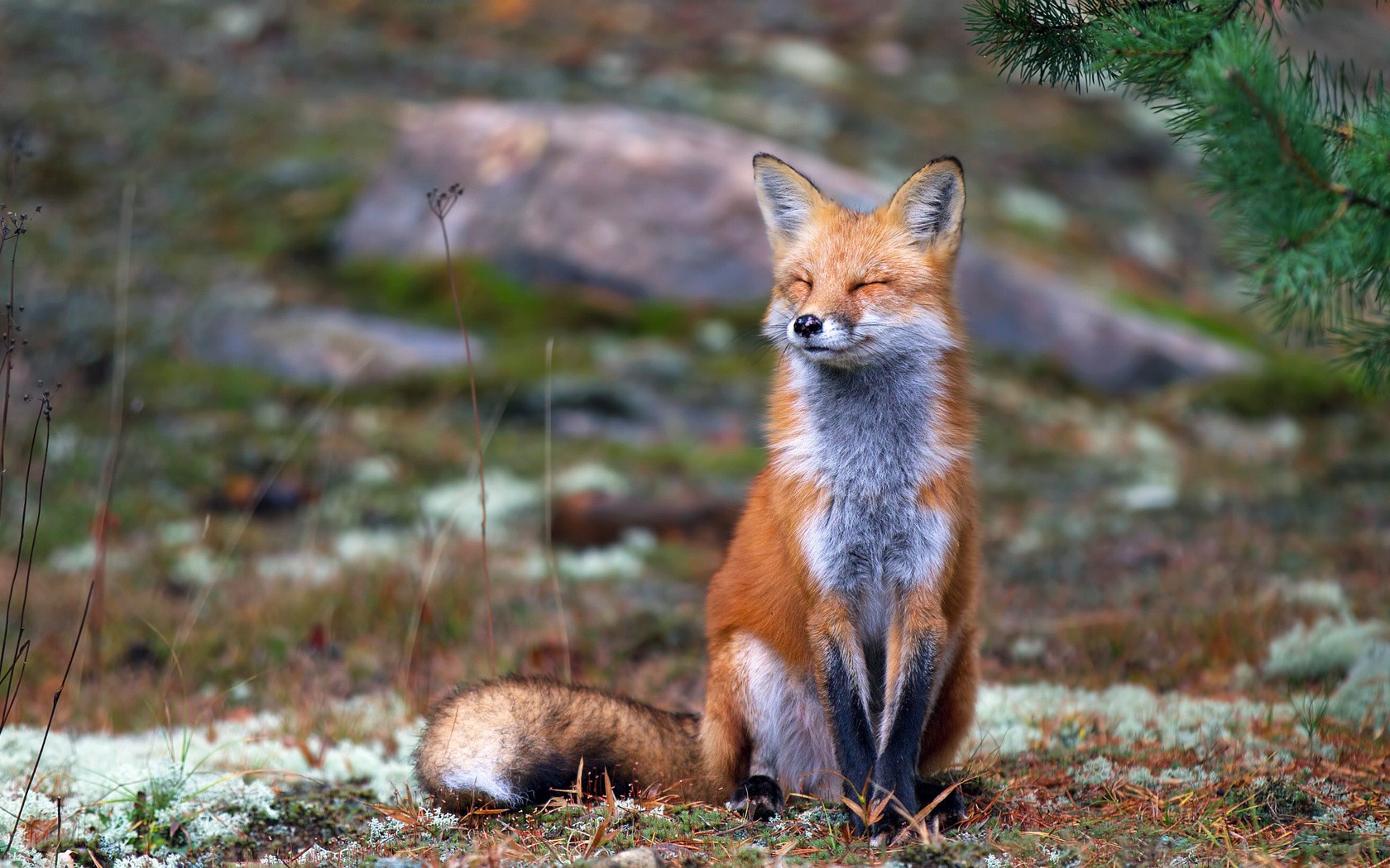 A red fox sits with its eyes closed in a forest HD Wallpaper
