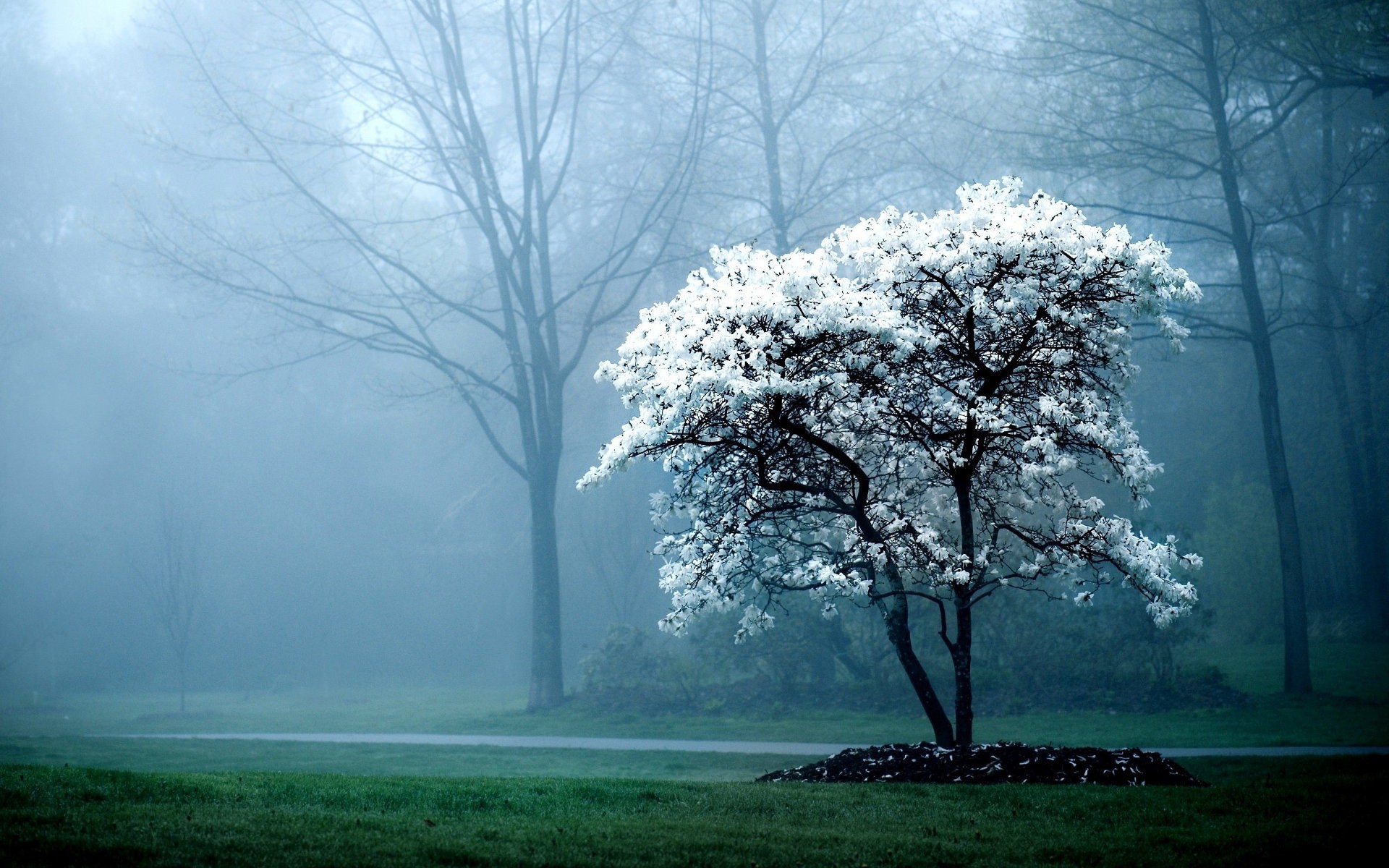 A flowering tree in the mist HD Wallpaper
