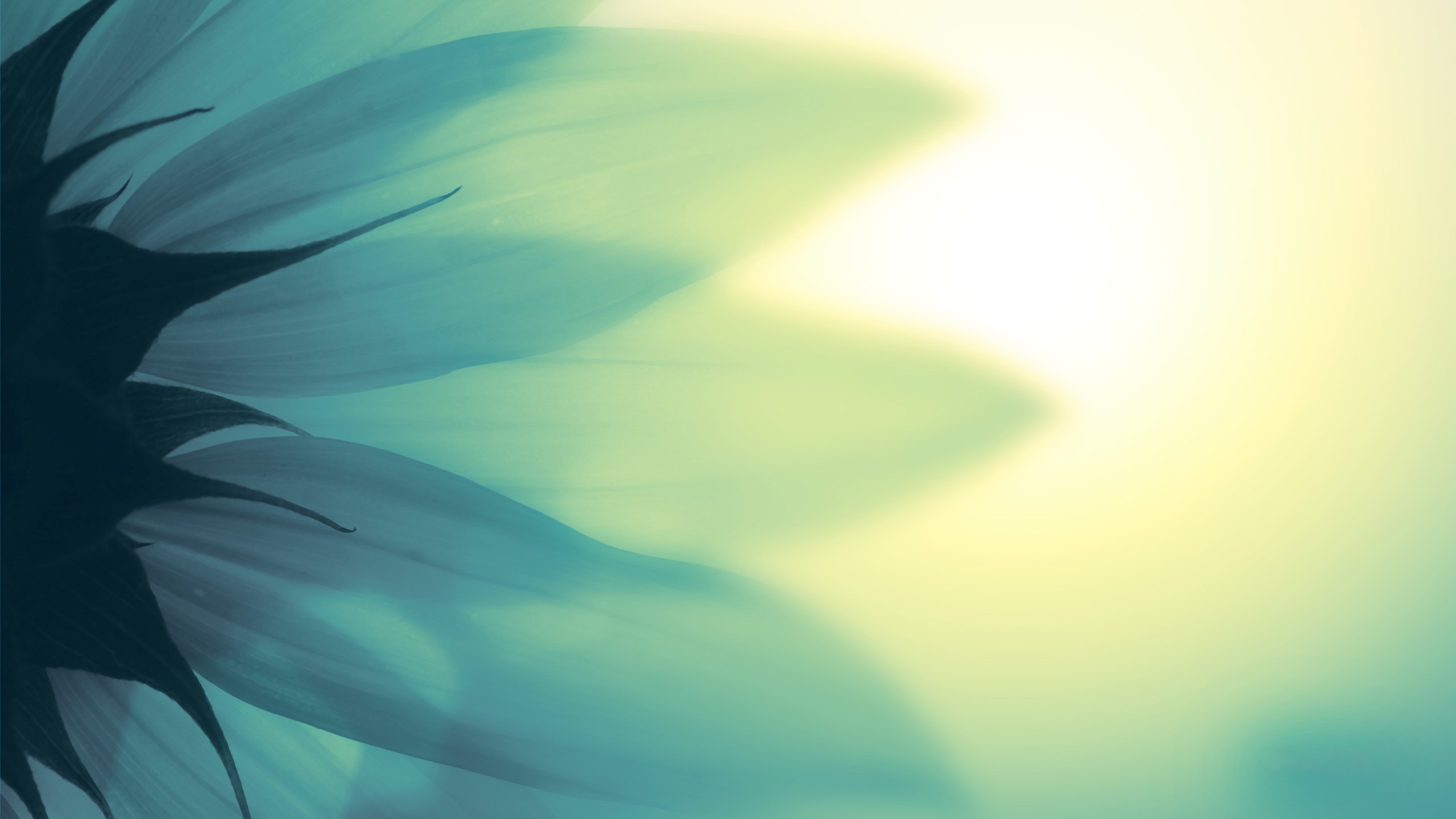Close-up of teal sunflower petals with bright light HD Wallpaper