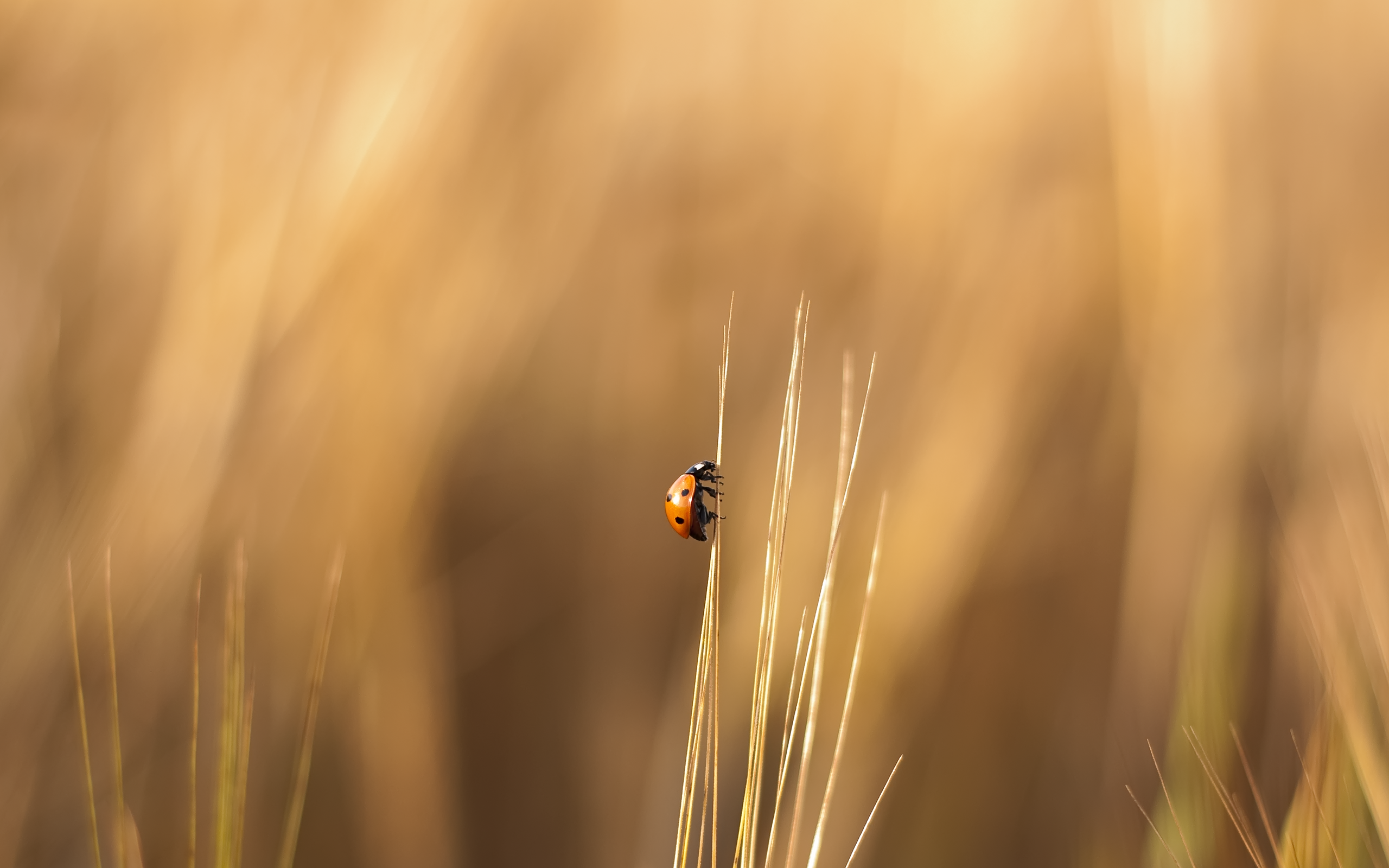Ladybug climbing on a blade of grass HD Wallpaper