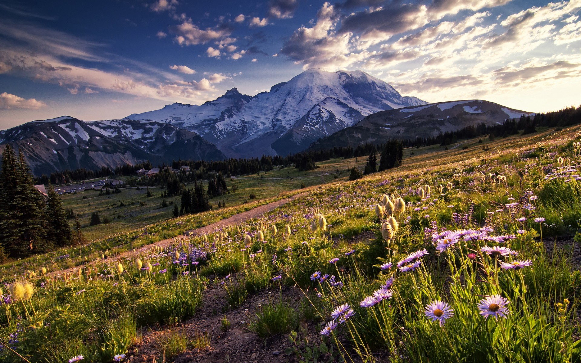 Wildflowers in front of Mount Rainier National Park HD Wallpaper
