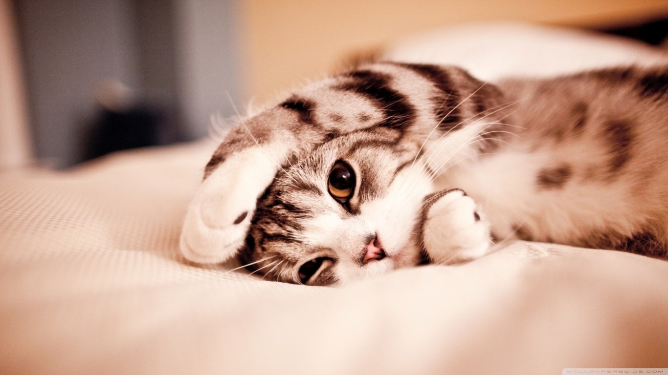 A tabby cat rests on a soft surface HD Wallpaper