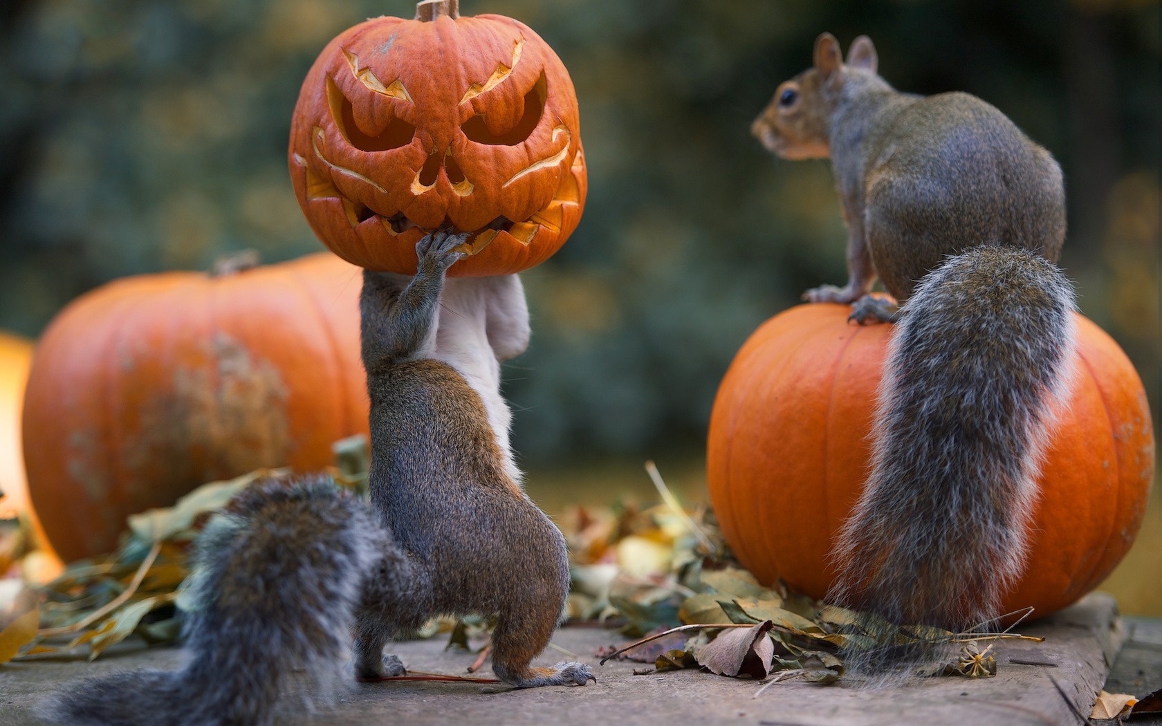 Squirrels carrying a carved Halloween pumpkin HD Wallpaper