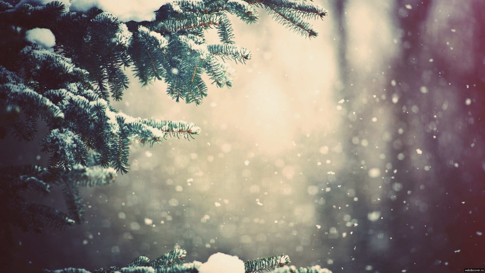 Snow falling on pine tree branches in a forest HD Wallpaper