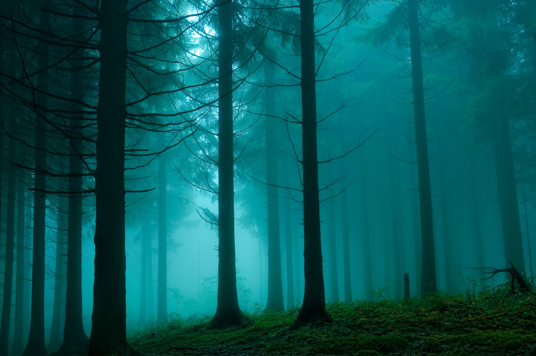 Misty forest with tall trees and green ground HD Wallpaper