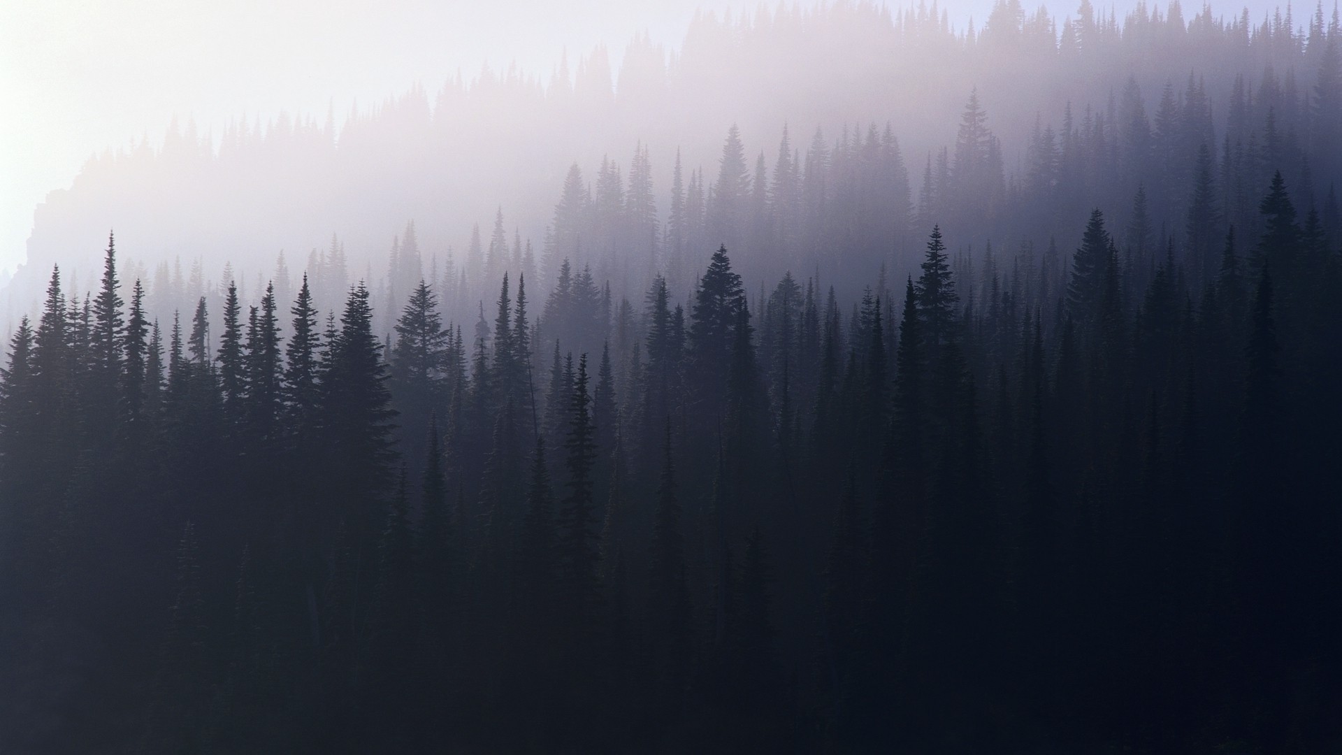 Misty forest with dark pine trees HD Wallpaper
