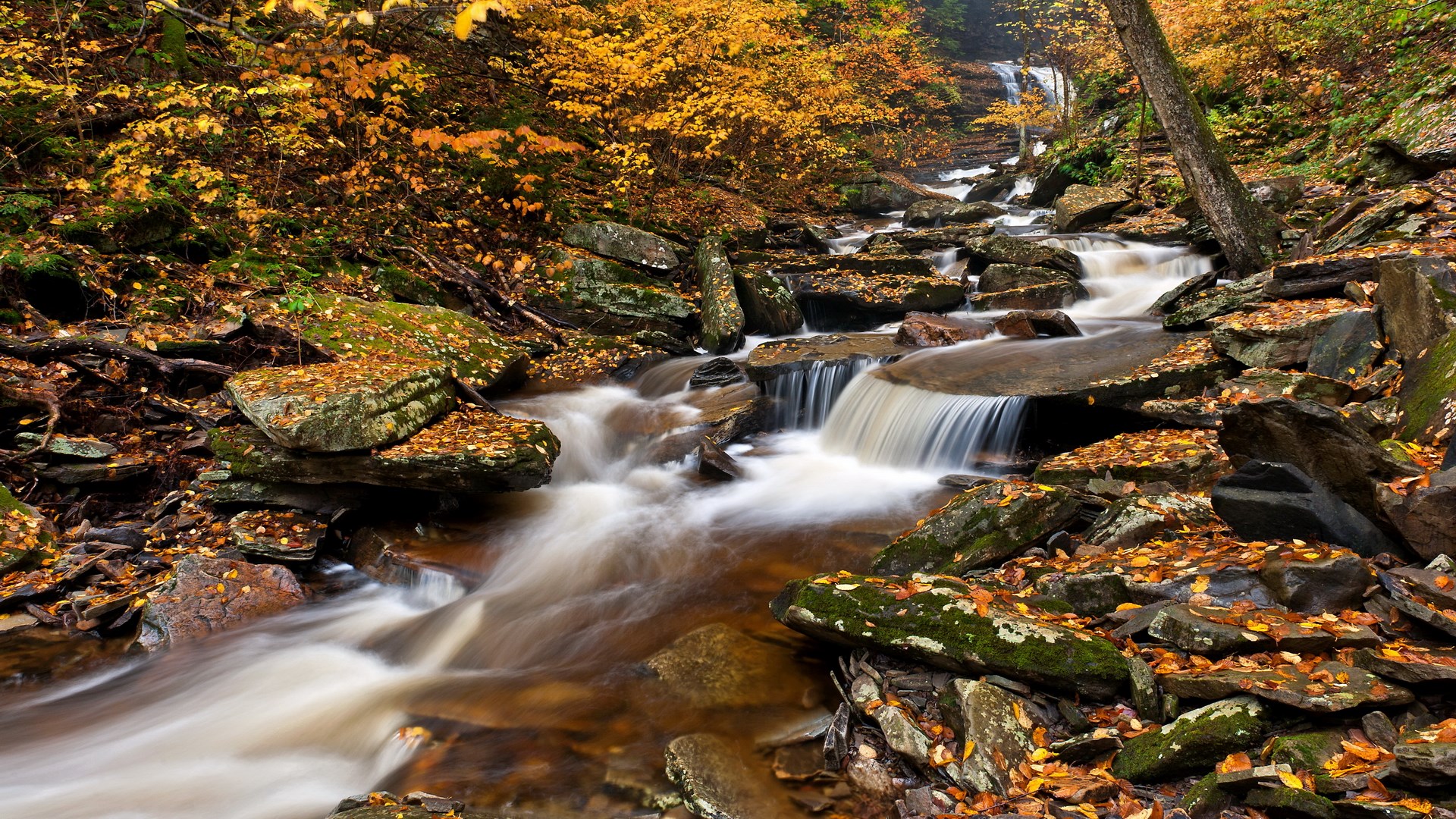 Autumn stream flowing over rocks with fall foliage HD Wallpaper