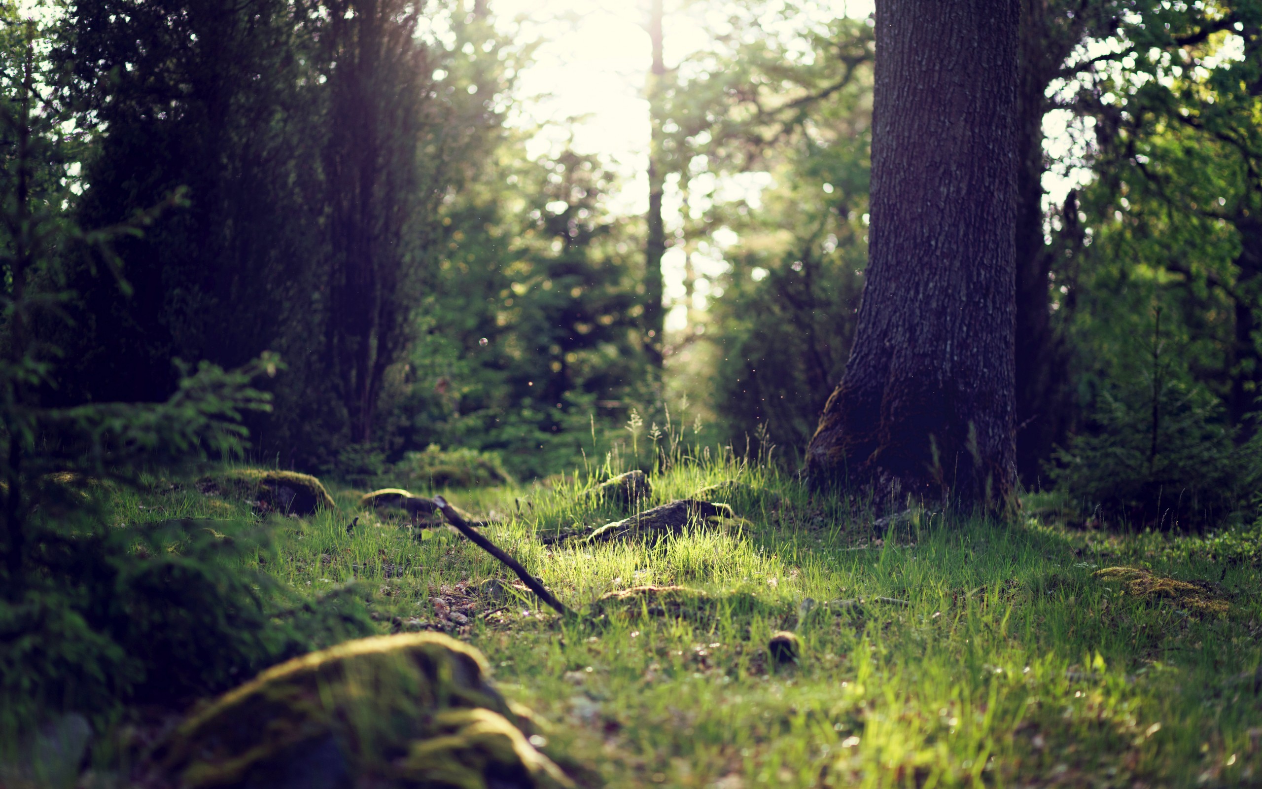 Sunlight filtering through a forest clearing HD Wallpaper