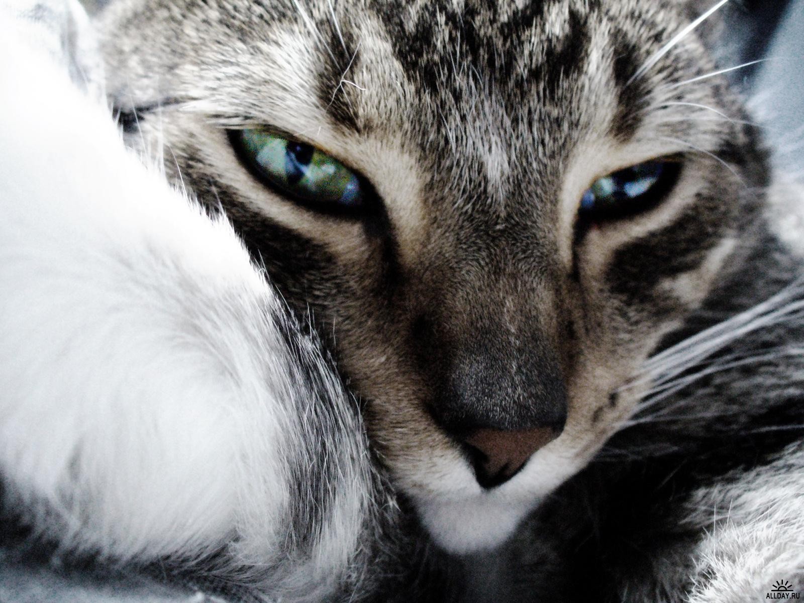 Close-up of a tabby cat's face with green eyes HD Wallpaper