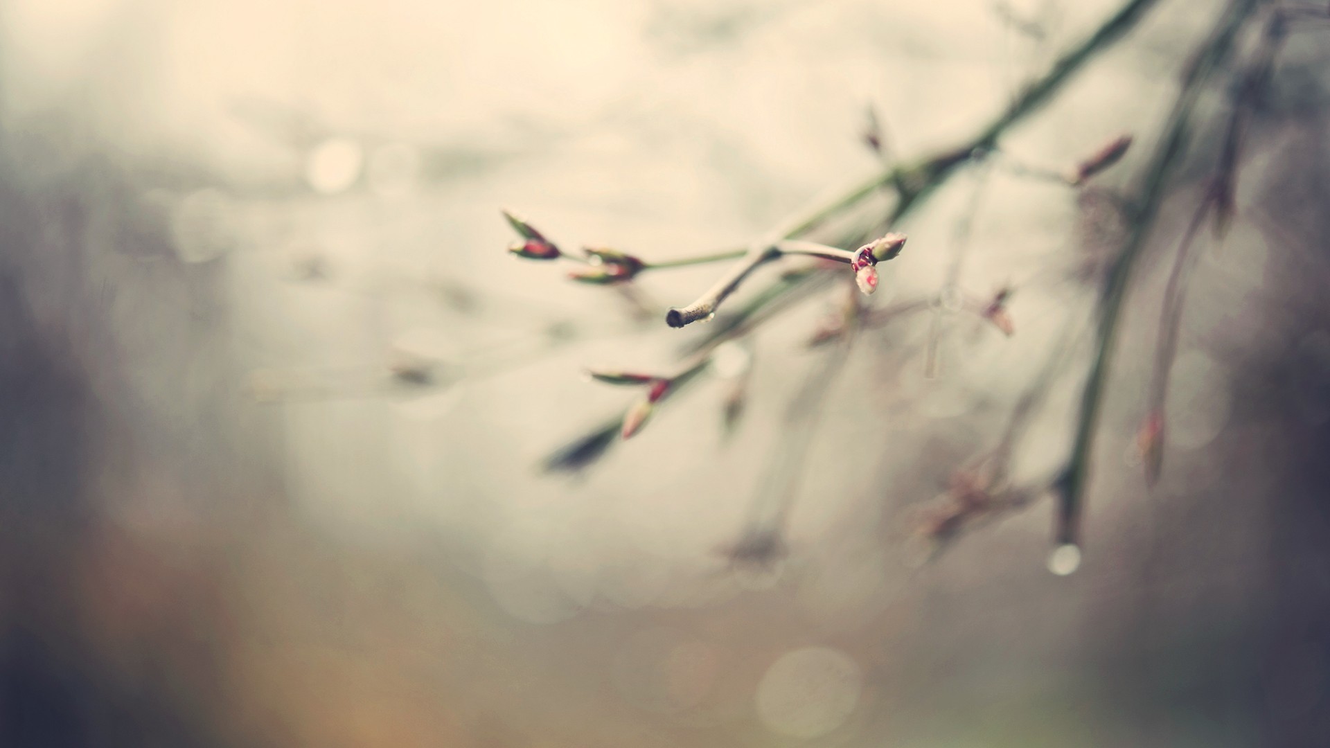Macro shot of plant branches with water droplets HD Wallpaper