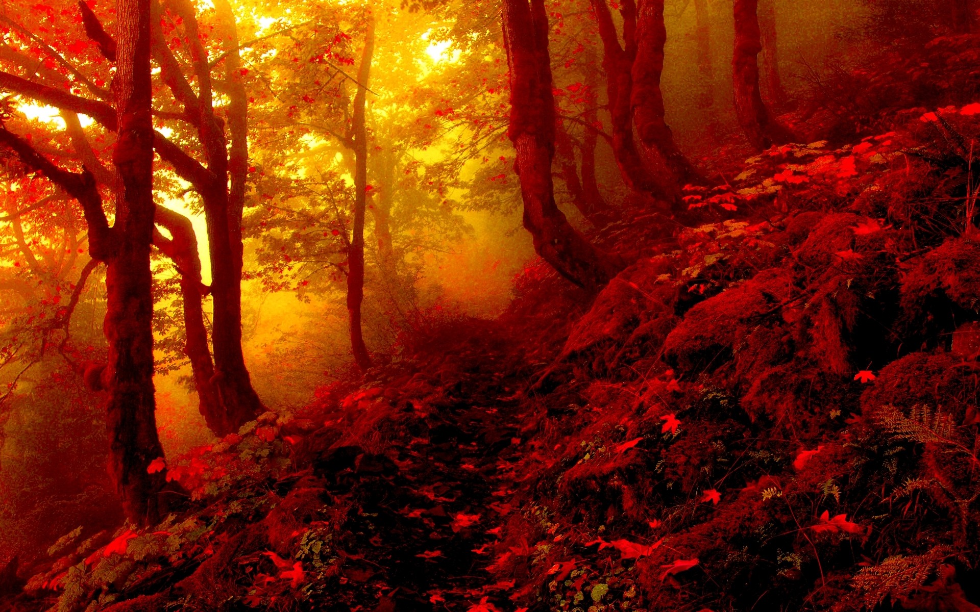 Autumn forest path with red leaves and golden light HD Wallpaper