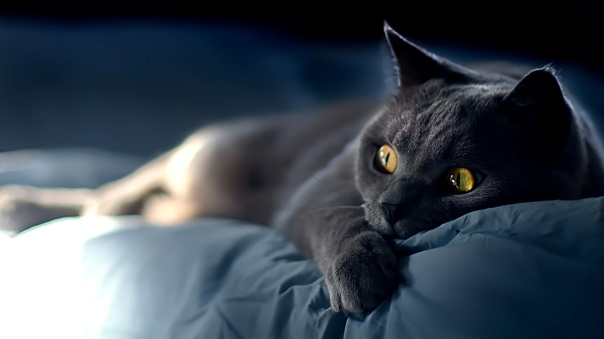 A grey cat with yellow eyes lies on a blue blanket HD Wallpaper