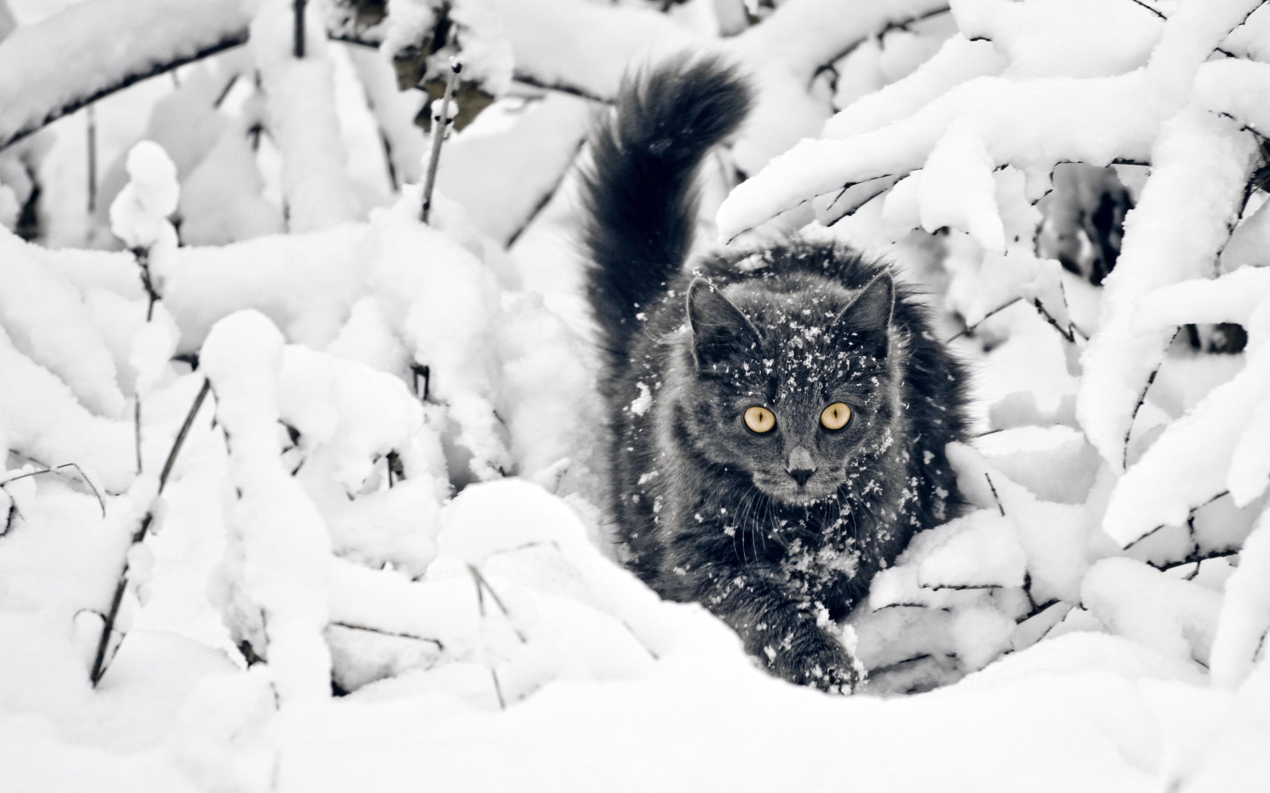 A fluffy black cat with yellow eyes in the snow HD Wallpaper