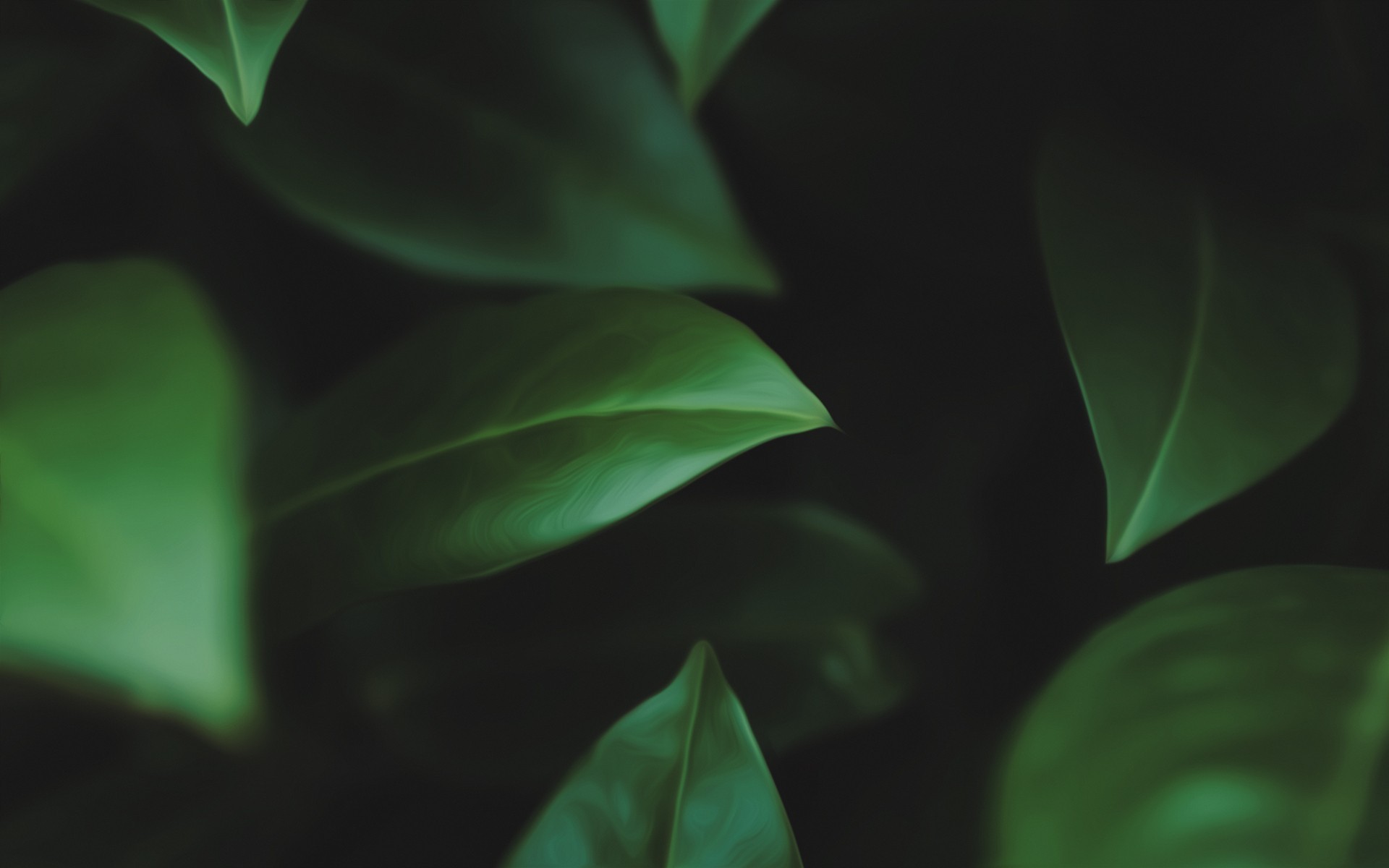 Close-up of green leaves with dark background HD Wallpaper