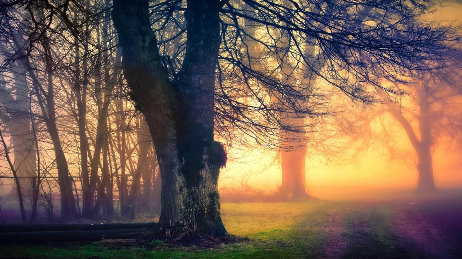 Misty forest with sunlight filtering through trees HD Wallpaper