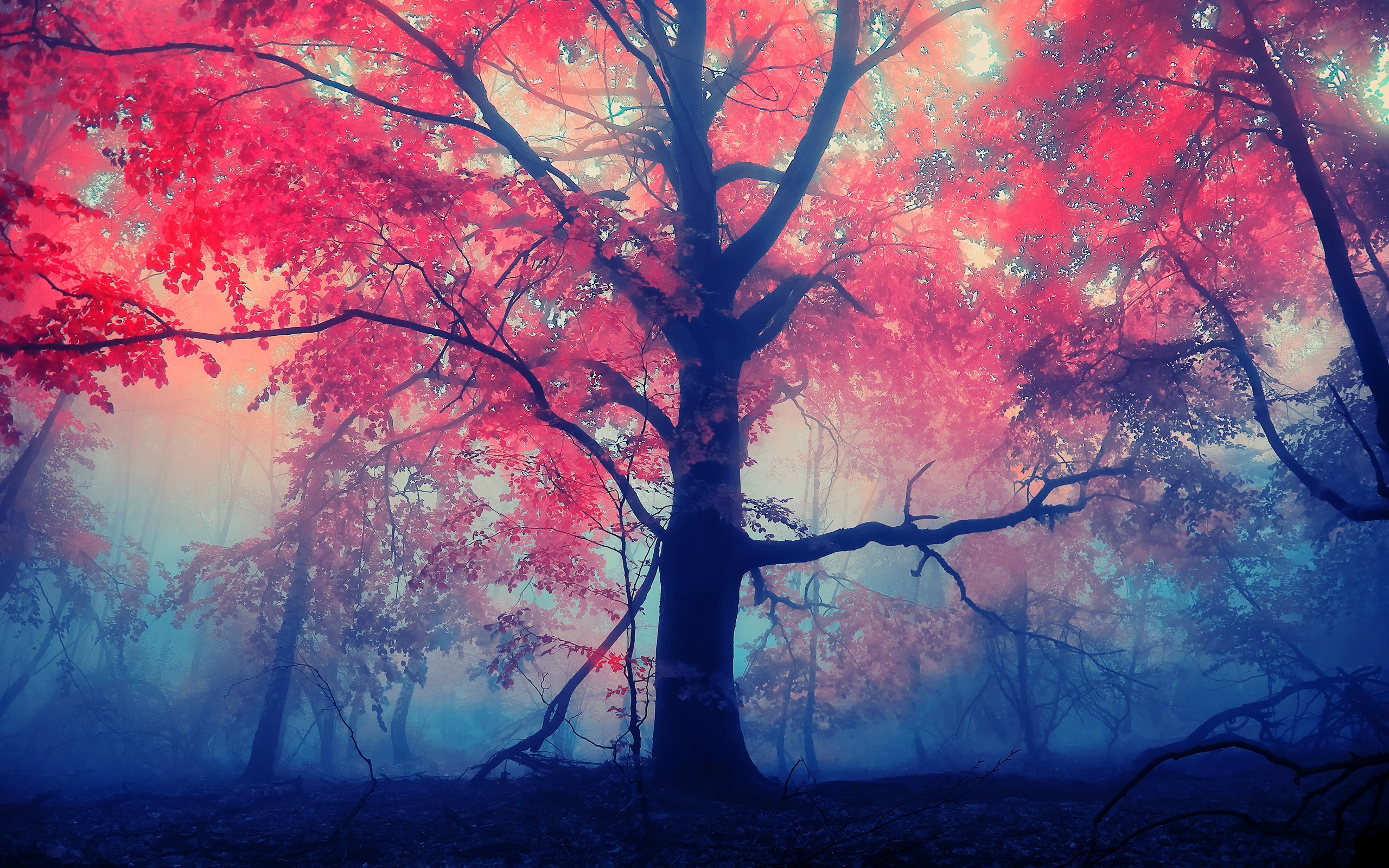 Misty forest with vibrant red leaves HD Wallpaper