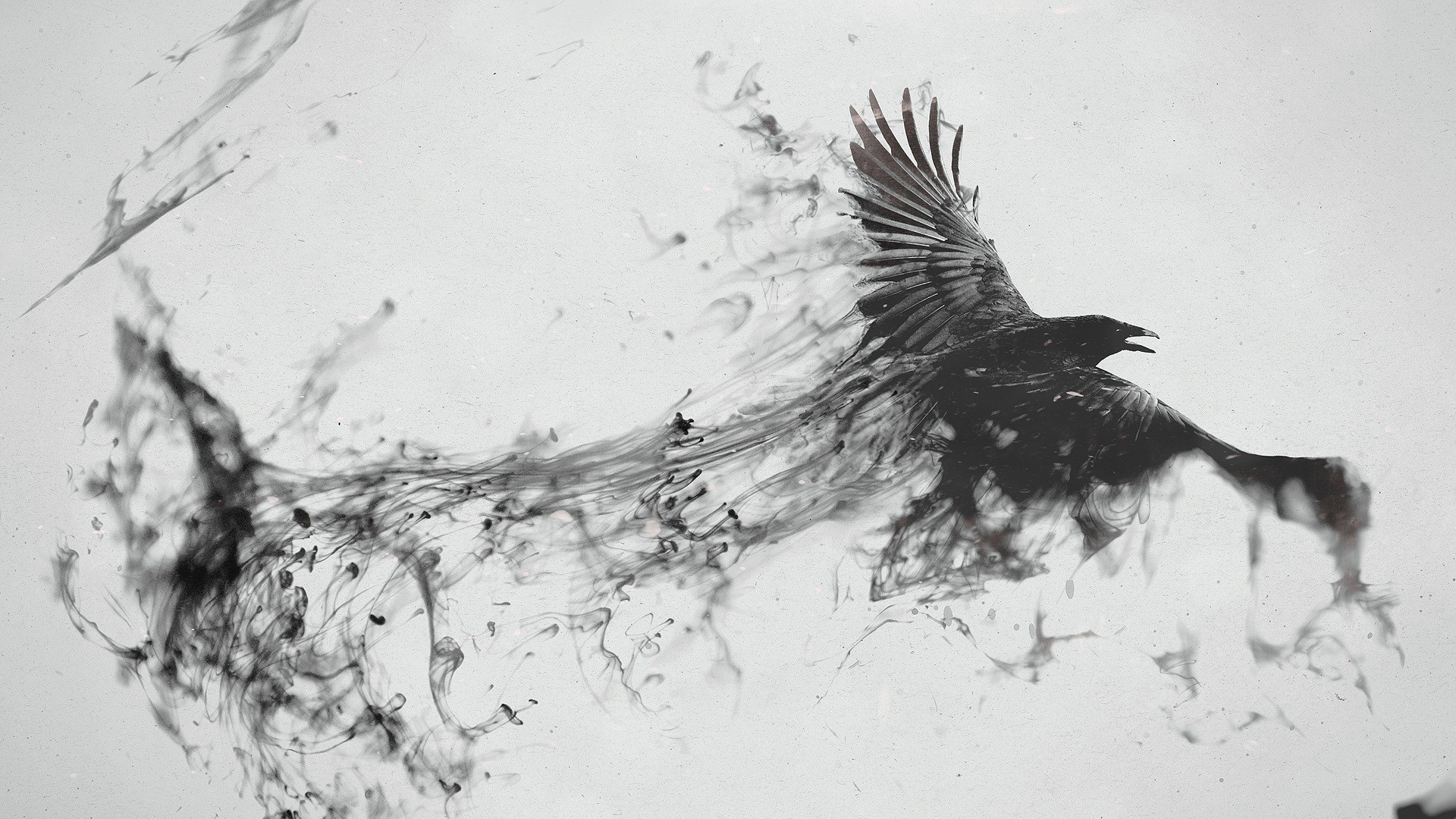 Raven dissolving into ink in monochrome HD Wallpaper