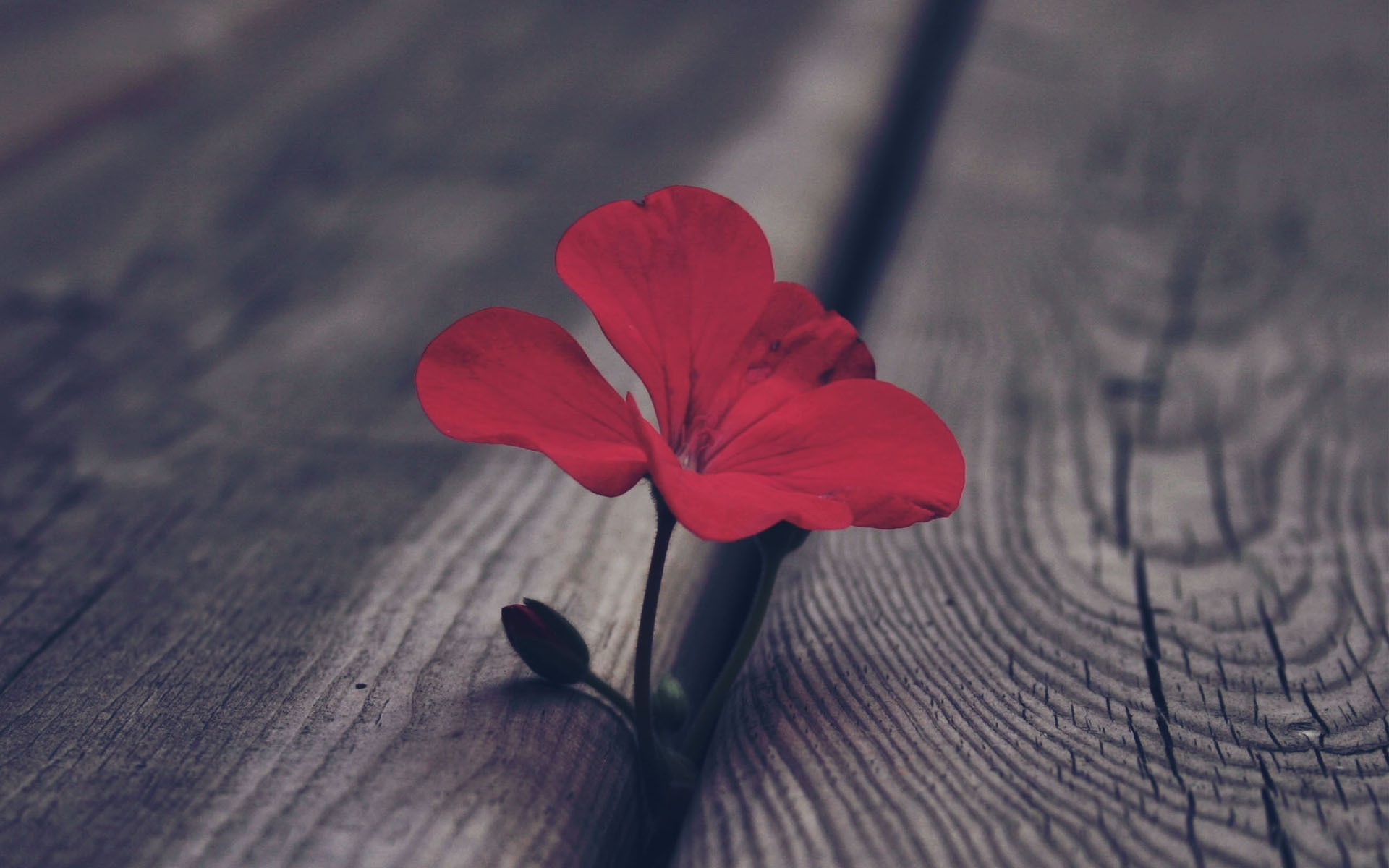 Red flower growing through a wooden surface HD Wallpaper